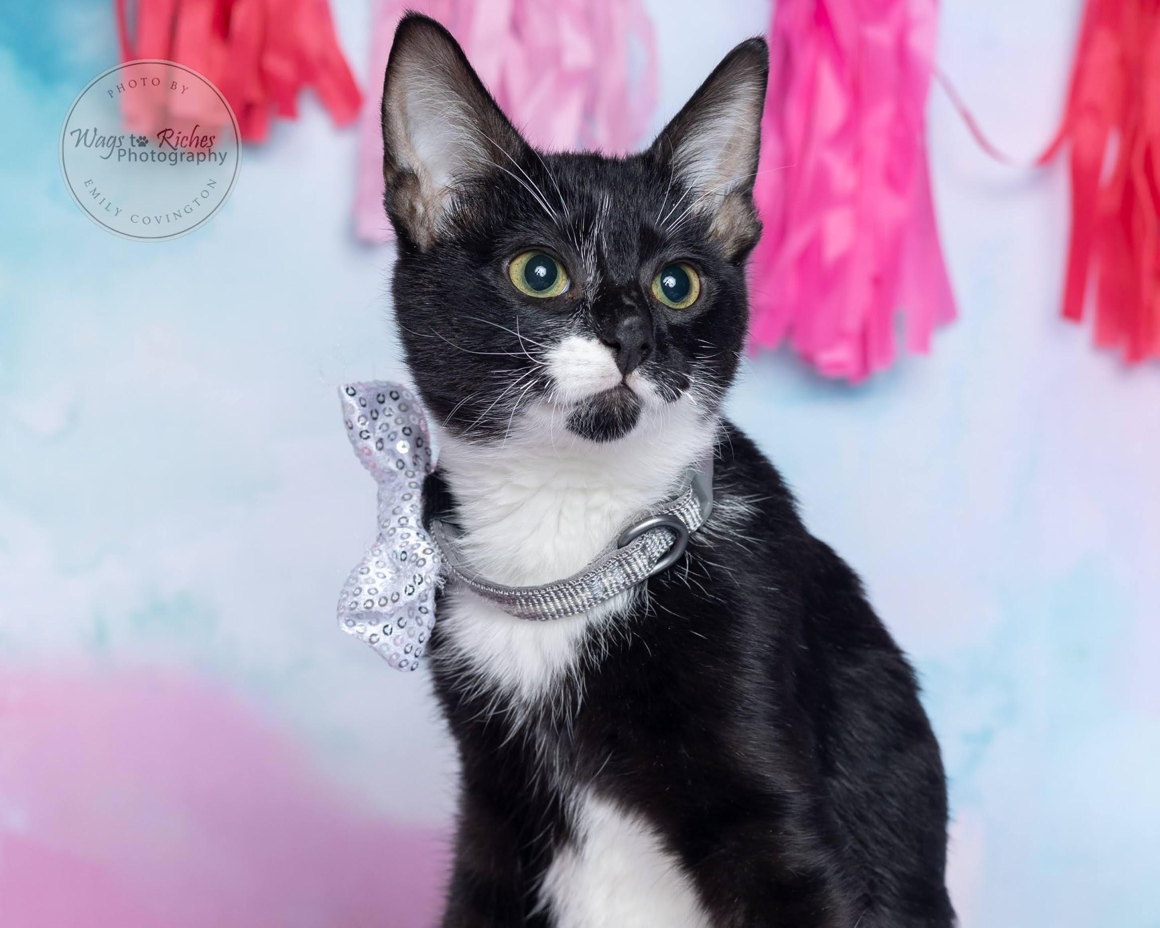 Enlarge Tiny Tim - Pending - LOOK at all of our other kitties, a Adoptable mixed breed in Woonsocket , RI image 1/6