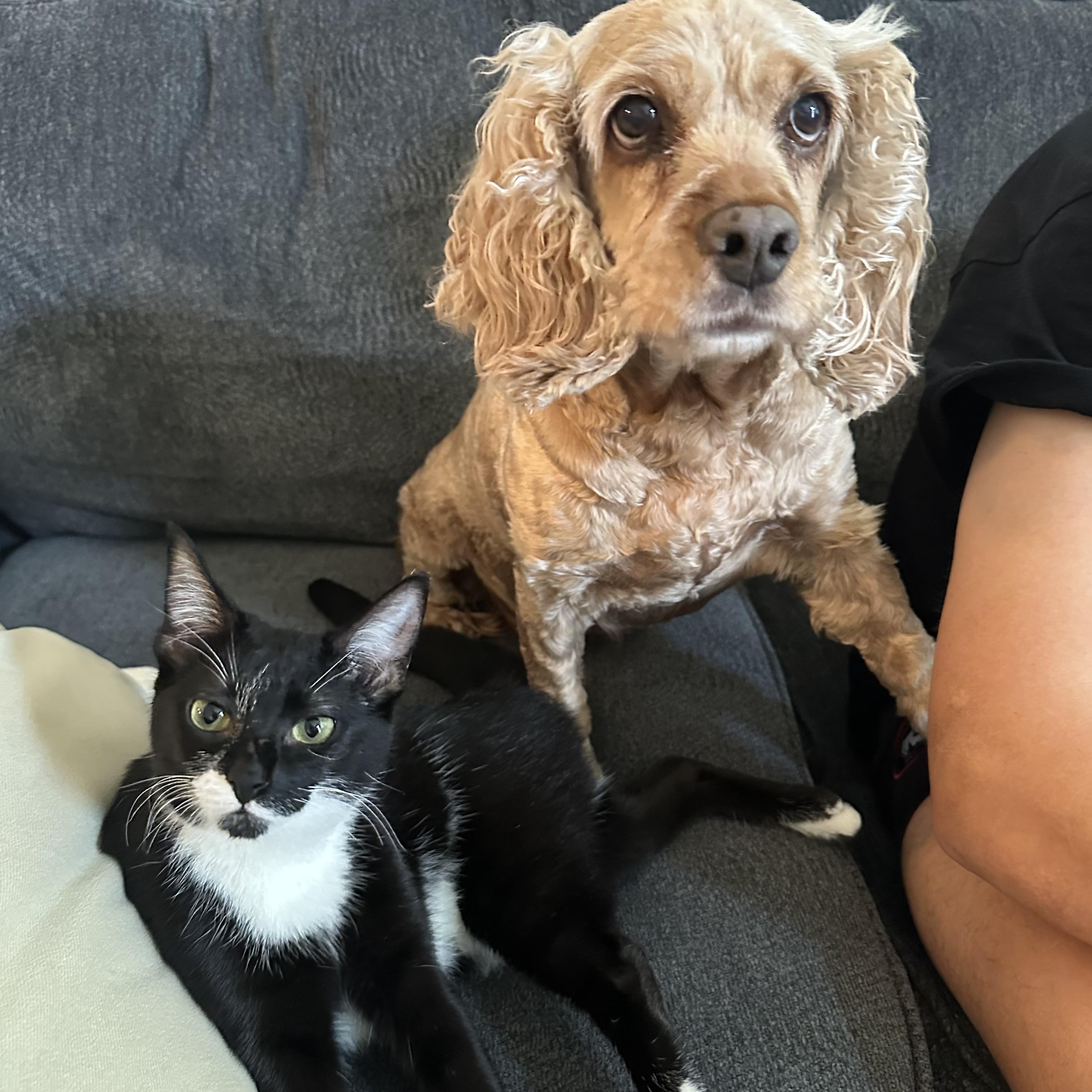 Enlarge Tiny Tim - Pending - LOOK at all of our other kitties, a Adoptable mixed breed in Woonsocket , RI image 2/6