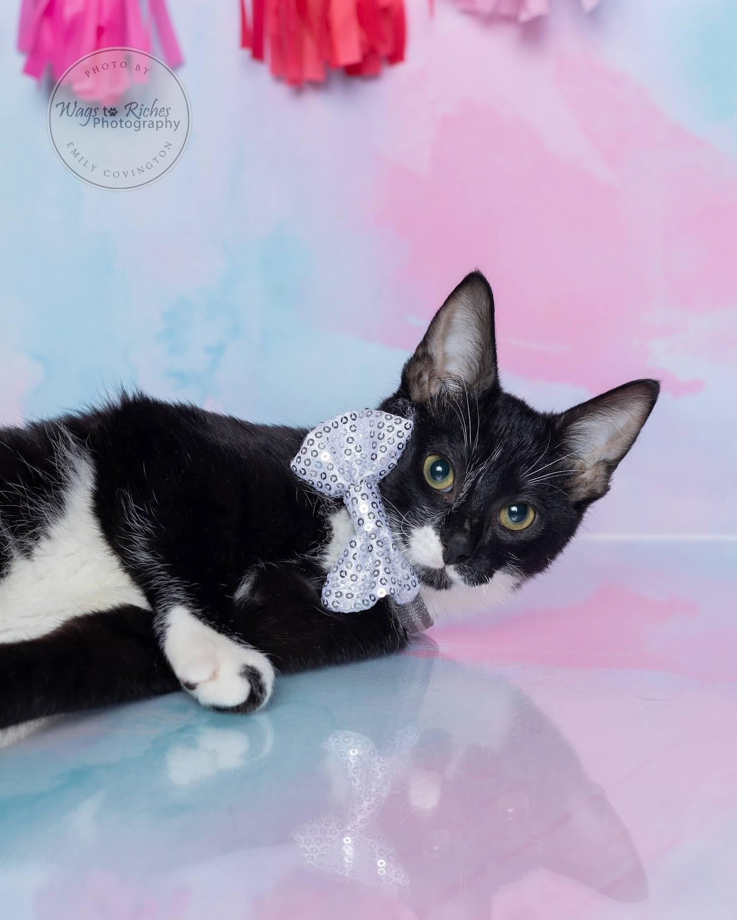 Enlarge Tiny Tim - Pending - LOOK at all of our other kitties, a Adoptable mixed breed in Woonsocket , RI image 4/6