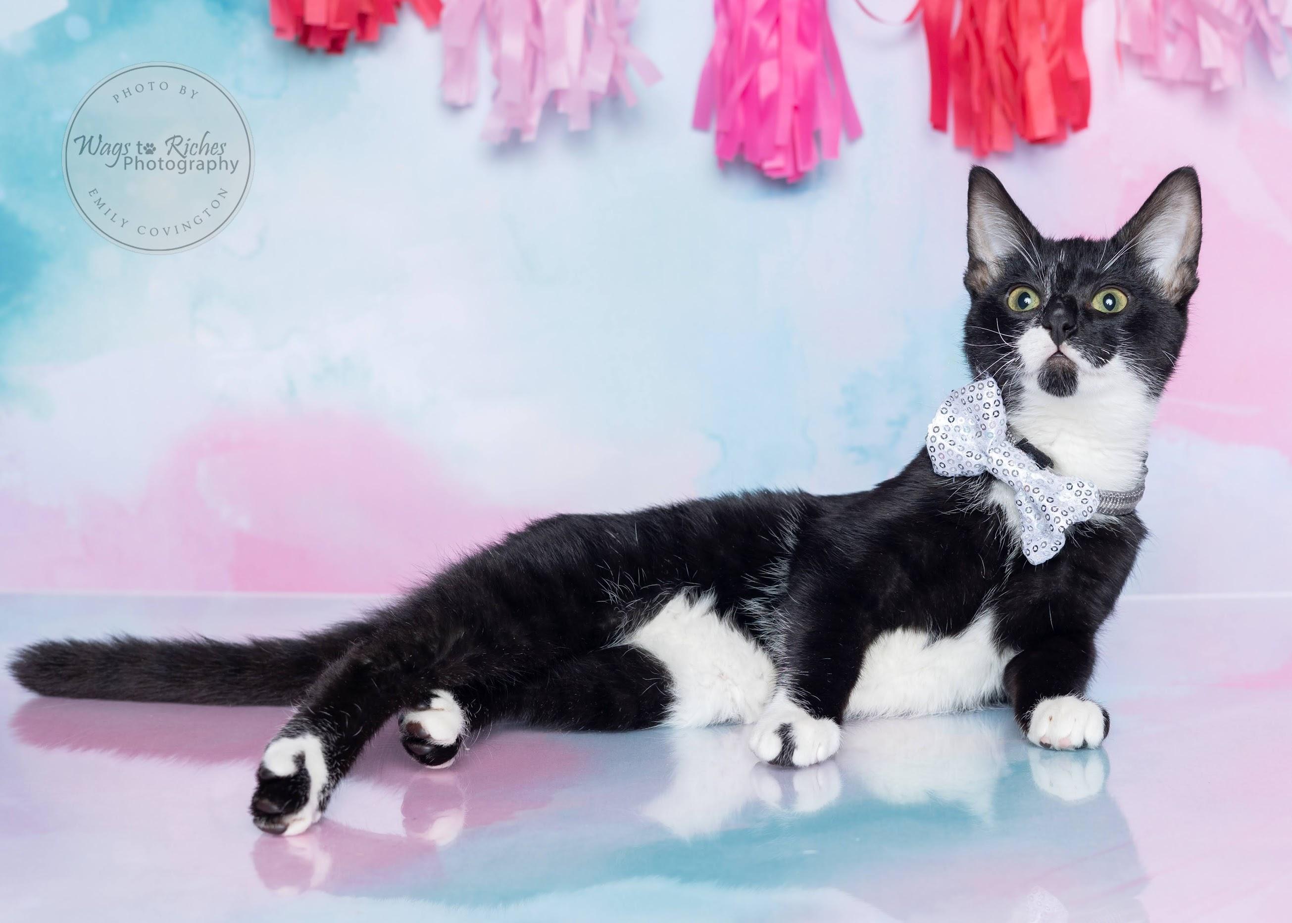 Enlarge Tiny Tim - Pending - LOOK at all of our other kitties, a Adoptable mixed breed in Woonsocket , RI image 3/6