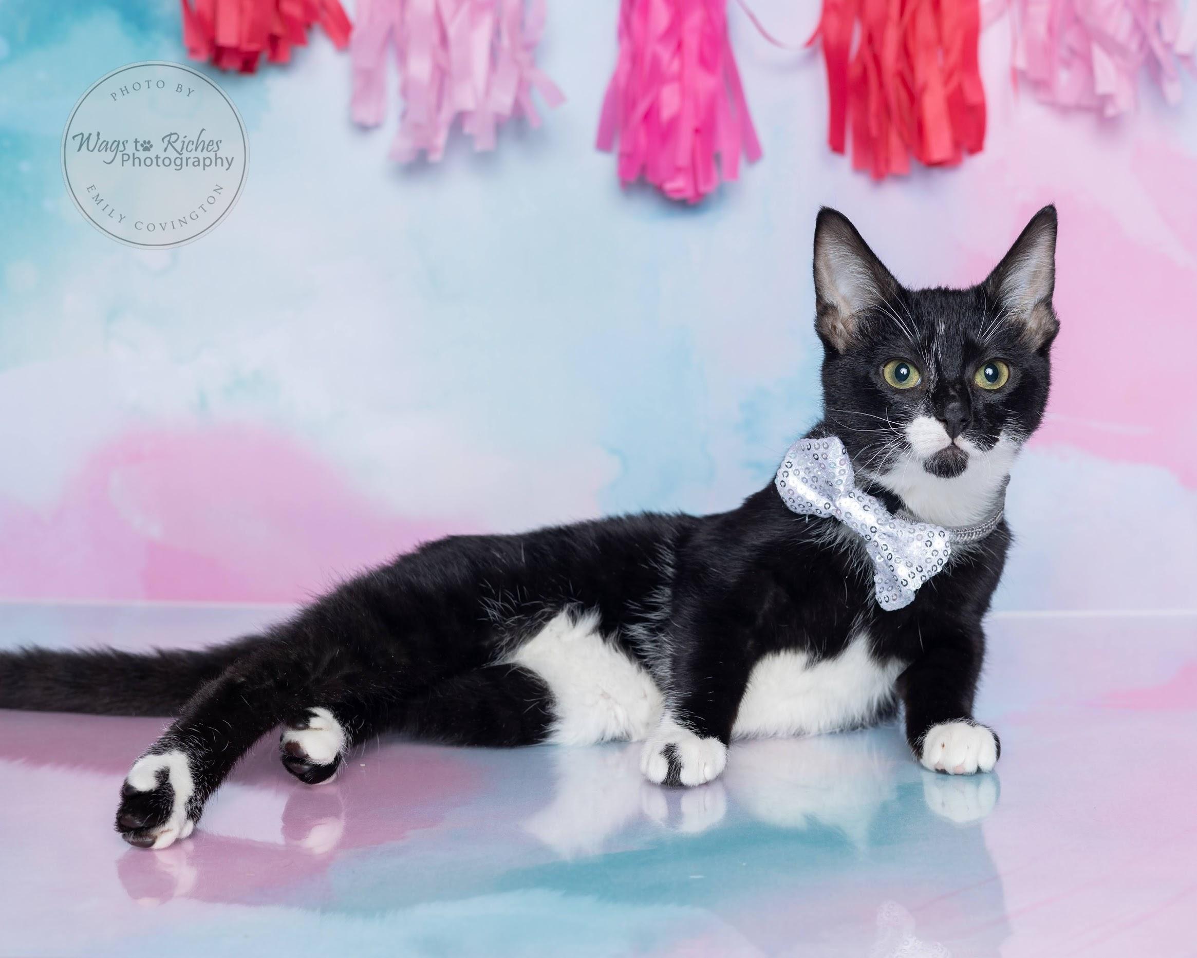 Enlarge Tiny Tim - Pending - LOOK at all of our other kitties, a Adoptable mixed breed in Woonsocket , RI image 5/6