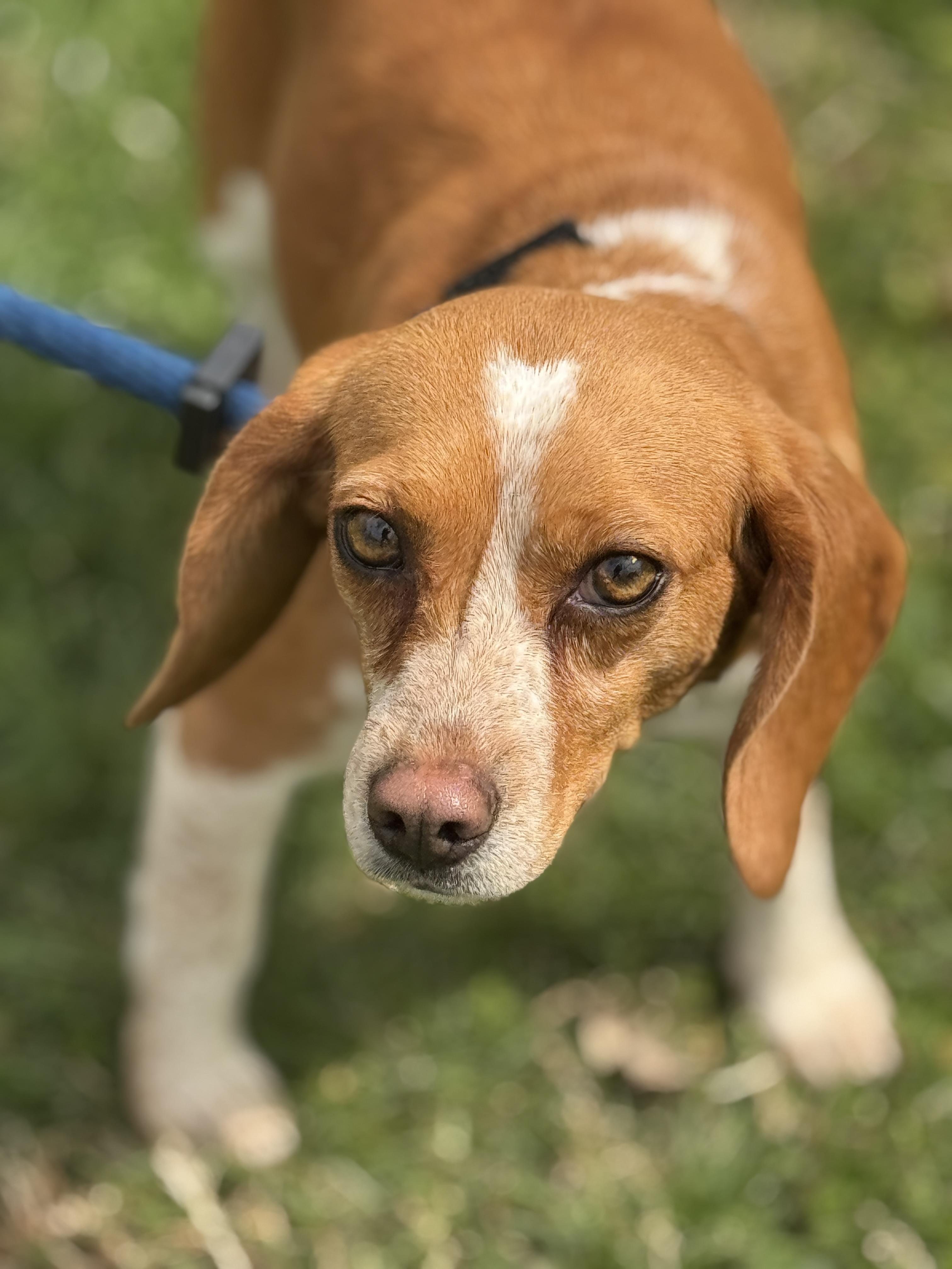 Enlarge Betsy, a ADOPTABLE Beagle in Richmond, VA image 1/6