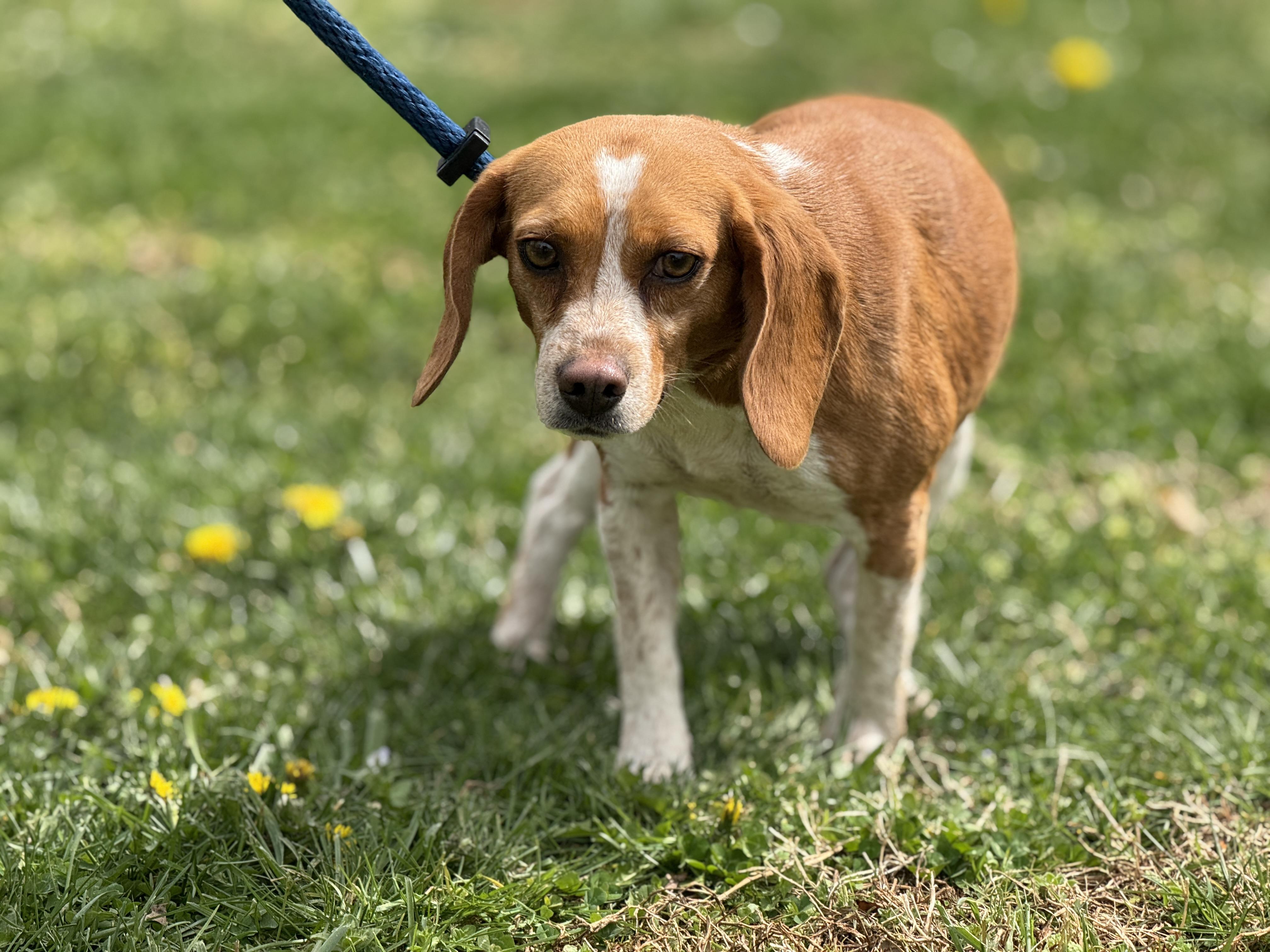 Enlarge Betsy, a ADOPTABLE Beagle in Richmond, VA image 4/6