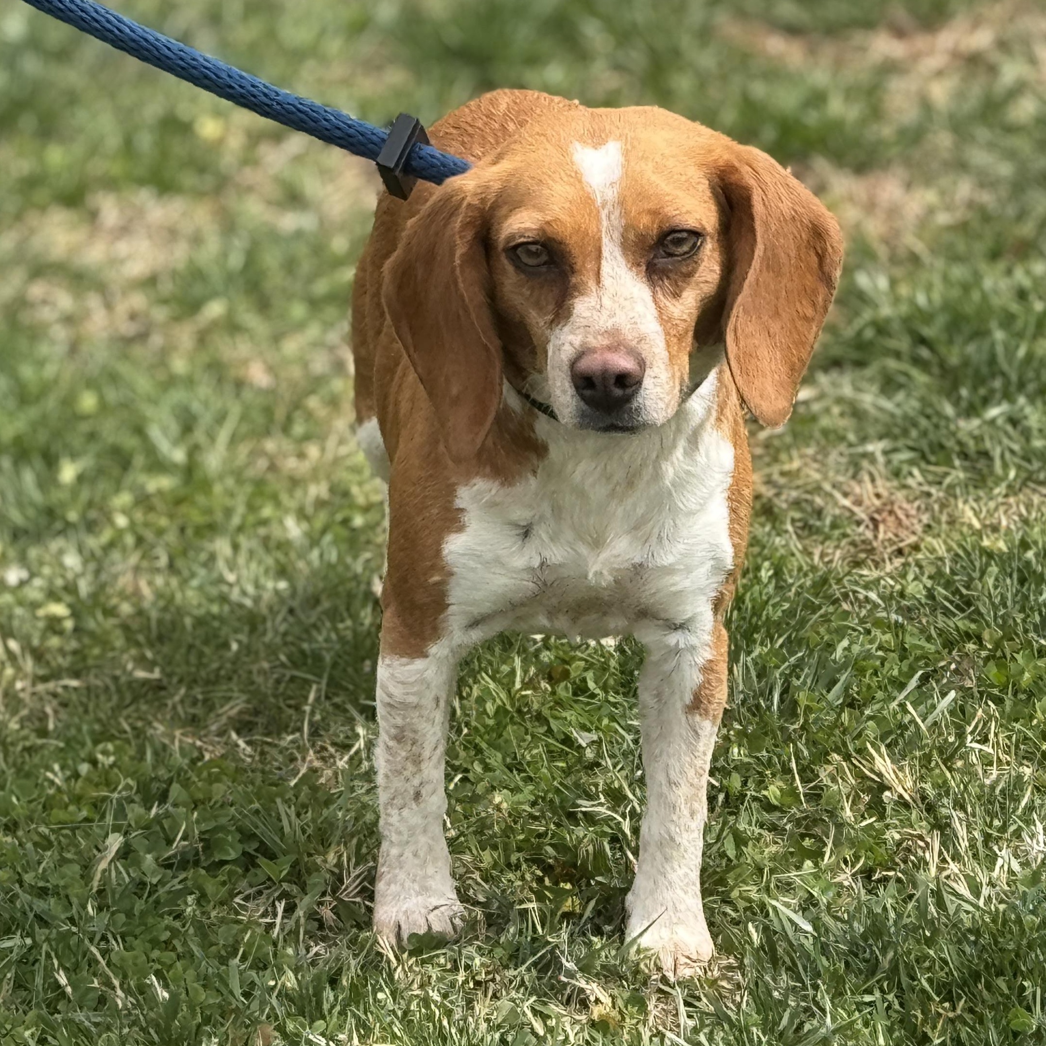 Enlarge Betsy, a ADOPTABLE Beagle in Richmond, VA image 2/6