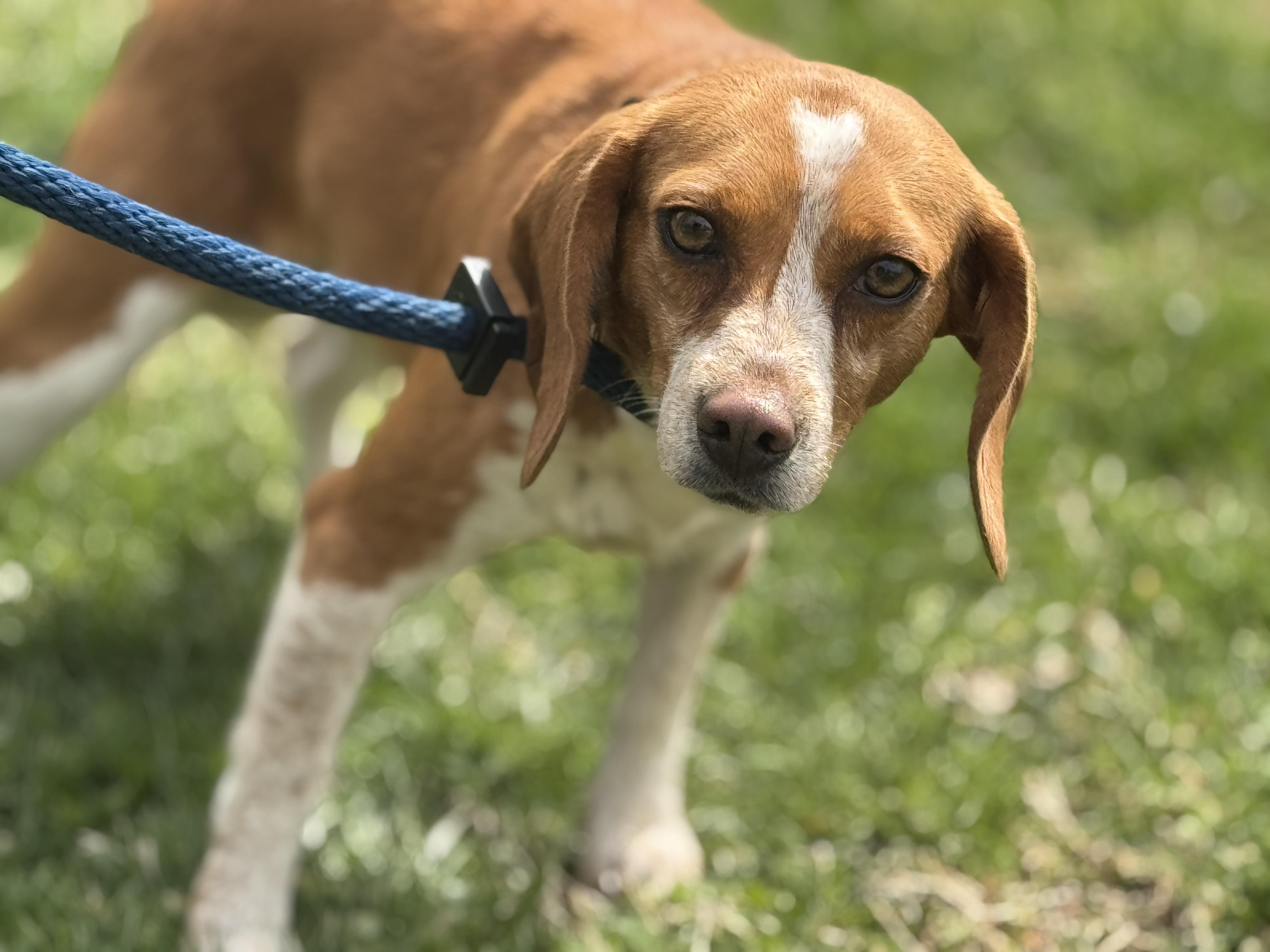 Enlarge Betsy, a ADOPTABLE Beagle in Richmond, VA image 6/6