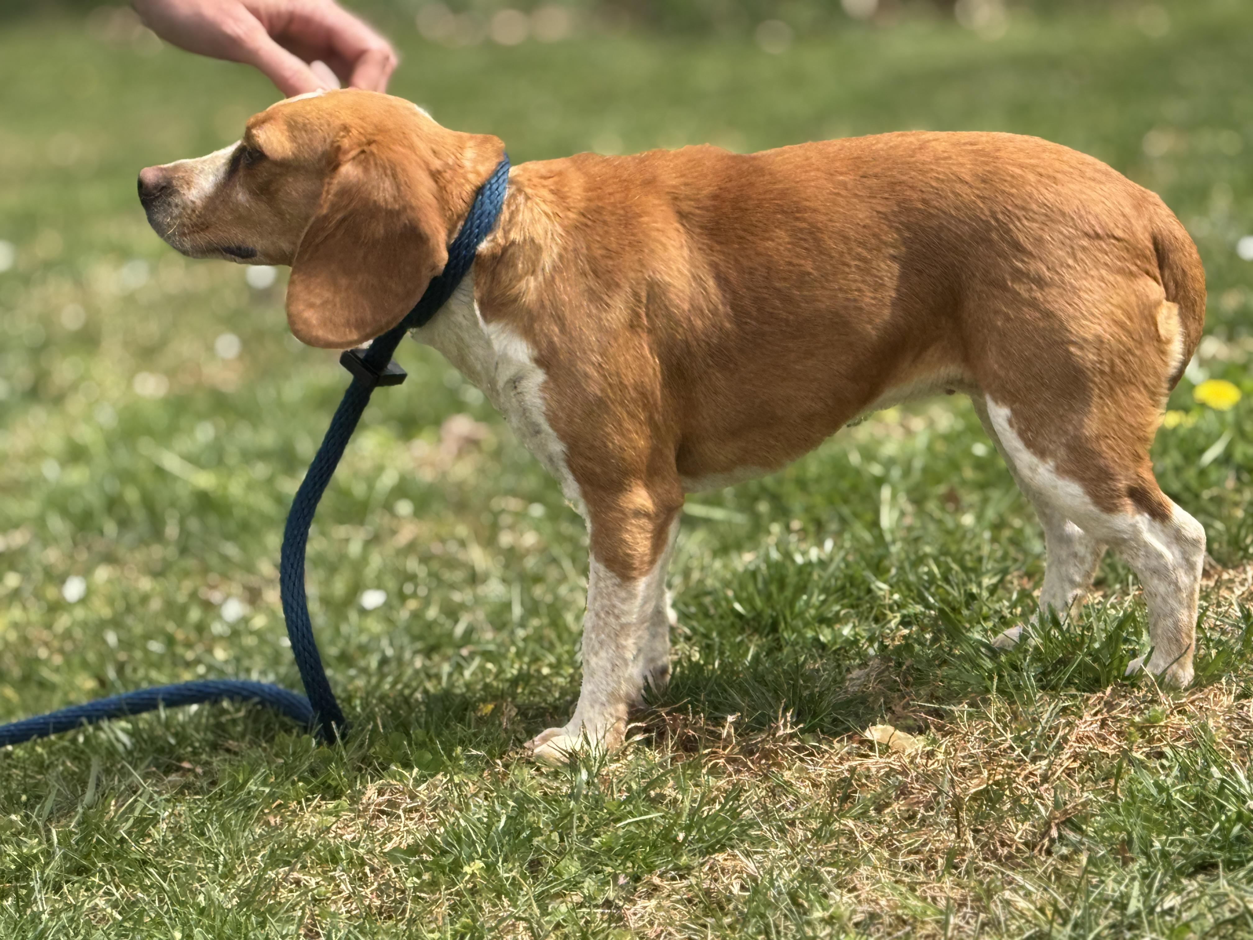 Enlarge Betsy, a ADOPTABLE Beagle in Richmond, VA image 5/6