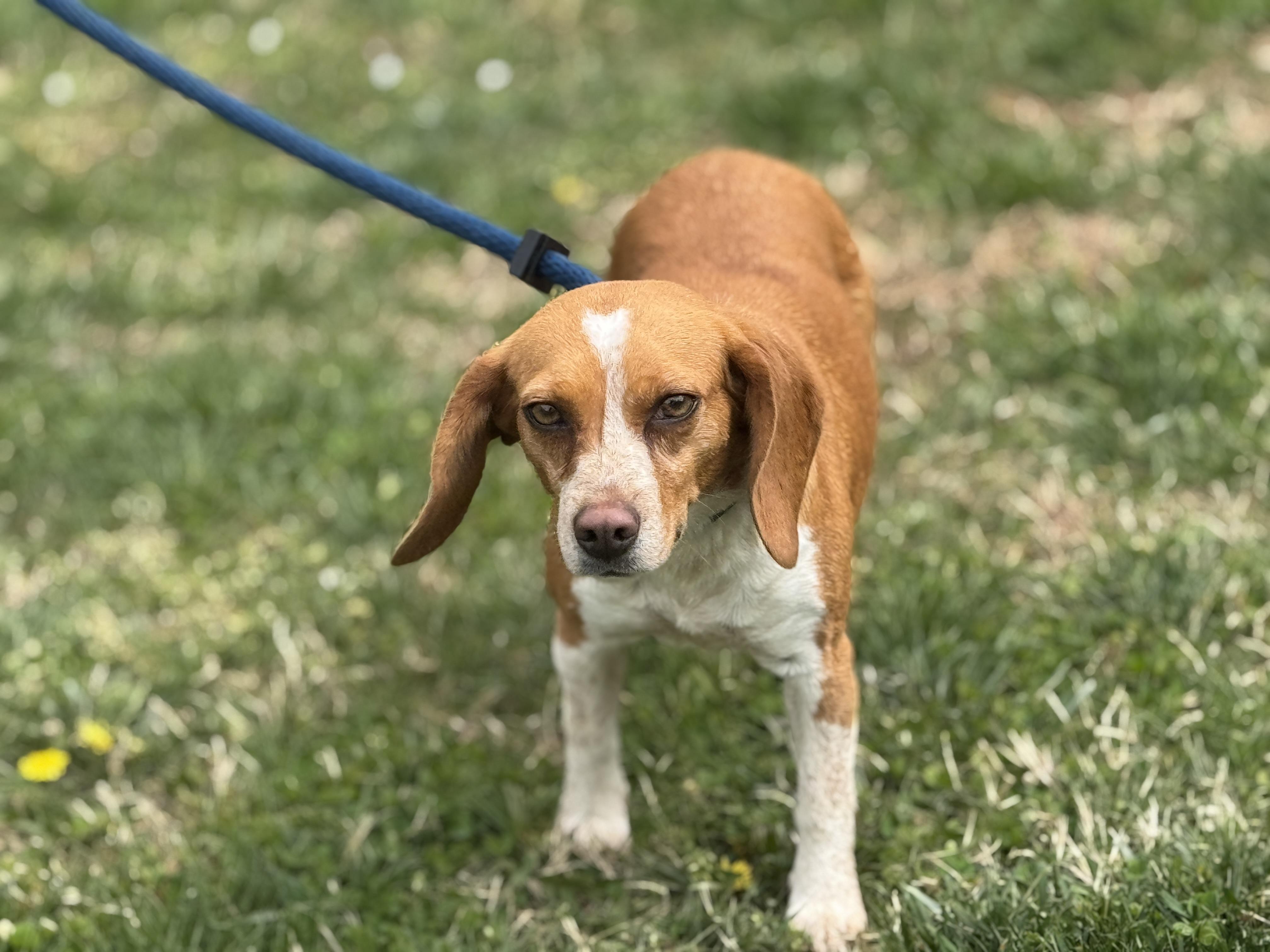 Enlarge Betsy, a ADOPTABLE Beagle in Richmond, VA image 3/6