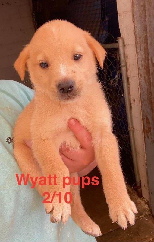 Wyatt litter, Adoptable, Puppy Male Labrador Retriever.