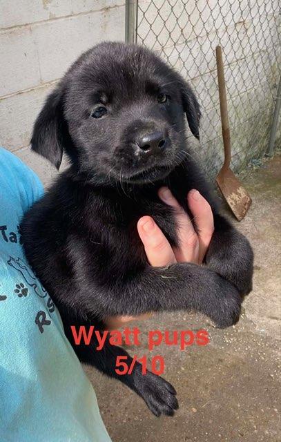 Enlarge Wyatt litter, a Adoptable Labrador Retriever in Brooksville, FL image 2/3