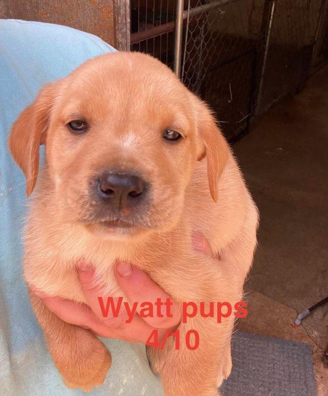 Enlarge Wyatt litter, a Adoptable Labrador Retriever in Brooksville, FL image 3/3