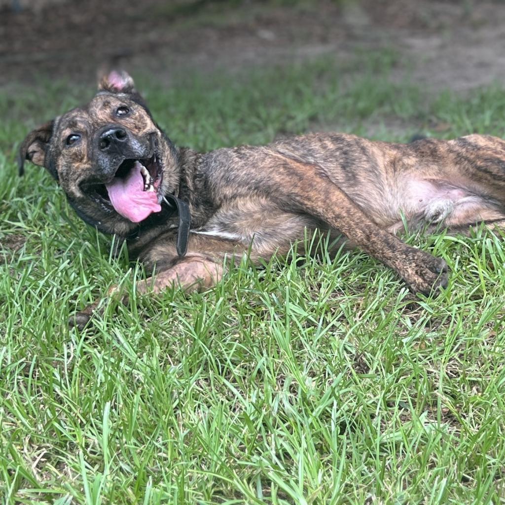 Enlarge Izzy, a Adoptable Mountain Cur in Wiggins, MS image 1/2