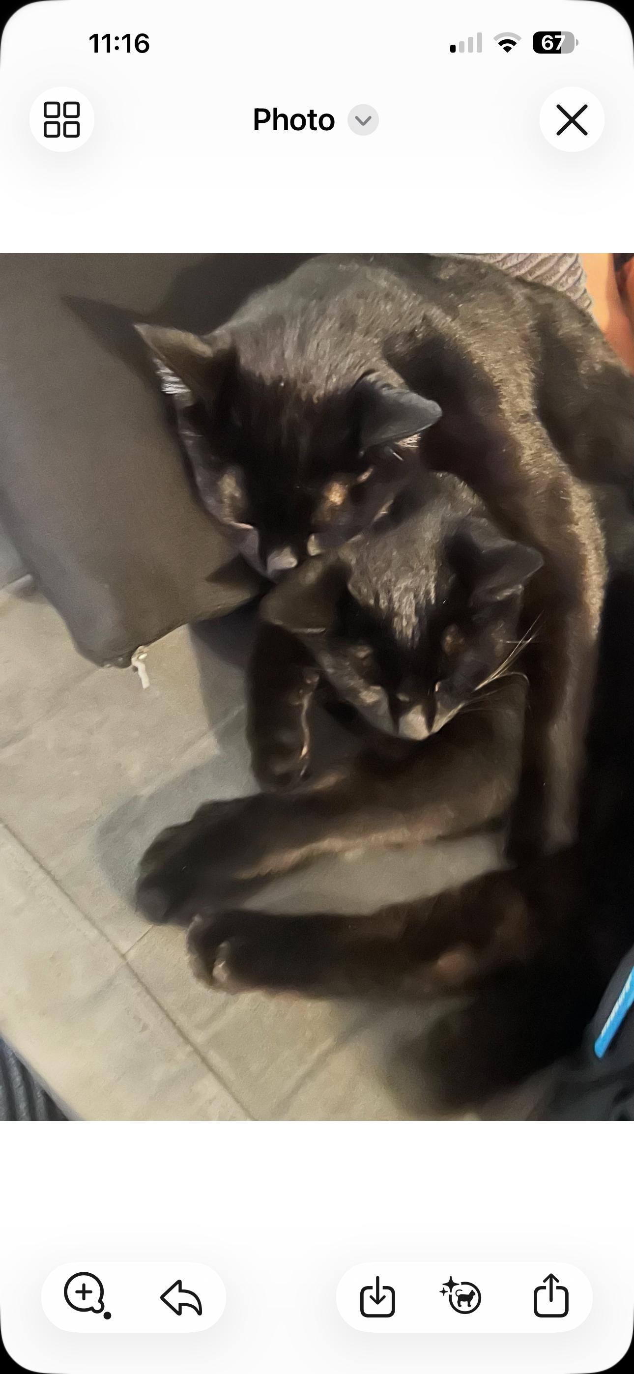 Bear, Fuego, Smokey, ADOPTABLE, Adult Male Domestic Short Hair.