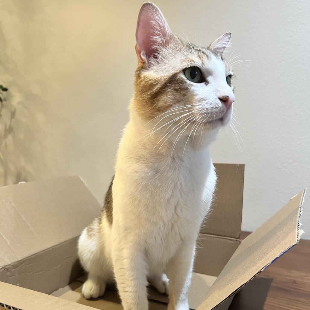 Frasier, Adoptable, Adult Male Domestic Short Hair.