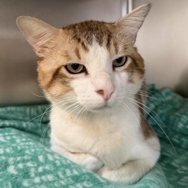 Frasier, a Adoptable Domestic Short Hair in Yucaipa, CA image 2/2