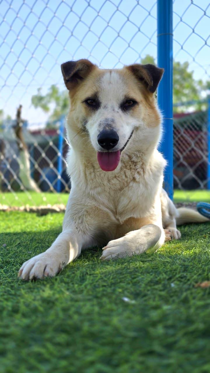 Enlarge Salma, the Sweetest Survivor, a ADOPTABLE Canaan Dog in Somerset, NJ image 3/4