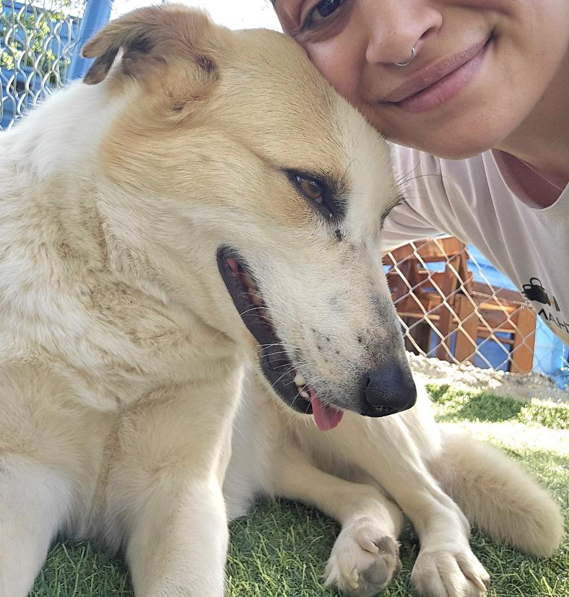 Enlarge Salma, the Sweetest Survivor, a ADOPTABLE Canaan Dog in Somerset, NJ image 2/4