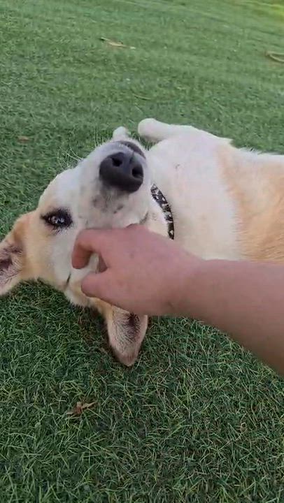 Enlarge Salma, the Sweetest Survivor, a ADOPTABLE Canaan Dog in Somerset, NJ video 4/4
