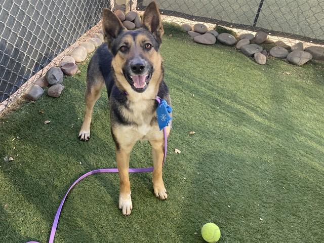 LOVEY DOVE, Adoptable, Young Female German Shepherd Dog & Mixed Breed.