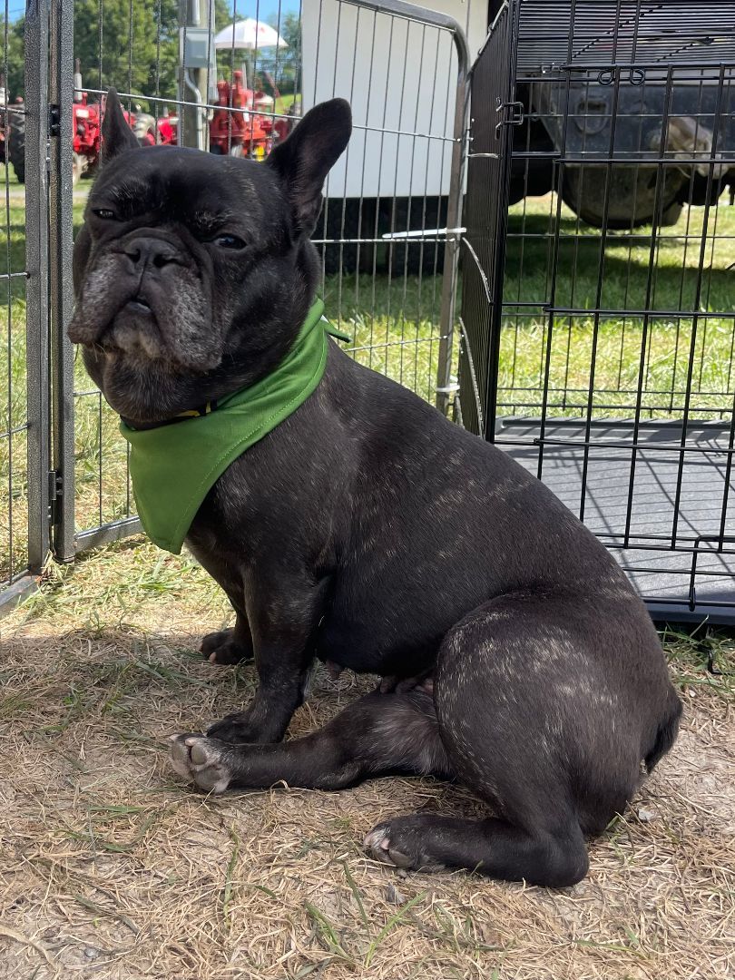 Enlarge Misha, a Adopted French Bulldog in Clinton, PA image 1/5