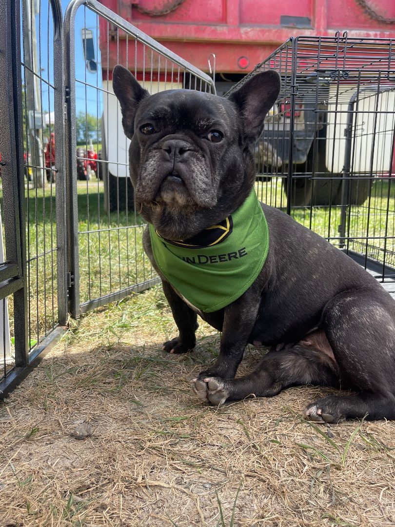 Enlarge Misha, a Adopted French Bulldog in Clinton, PA image 2/5