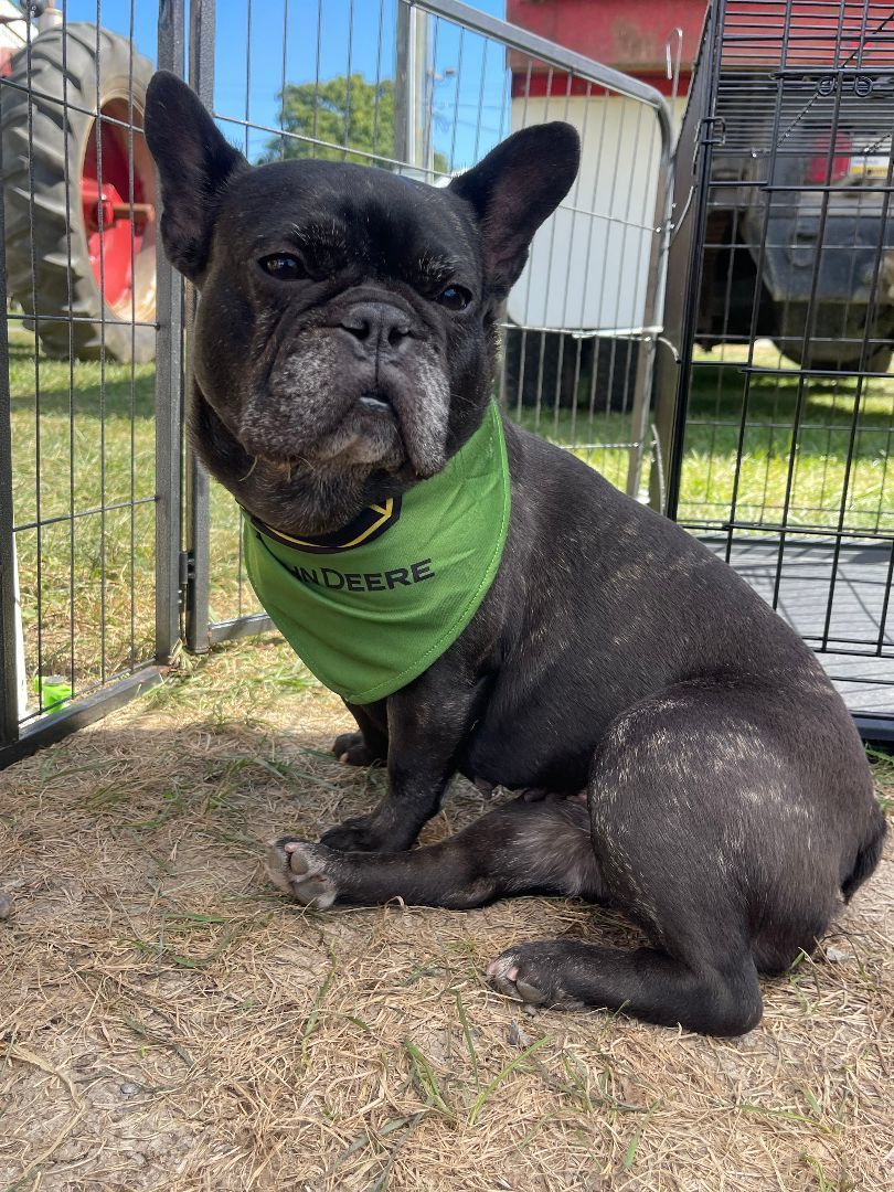 Enlarge Misha, a Adopted French Bulldog in Clinton, PA image 3/5