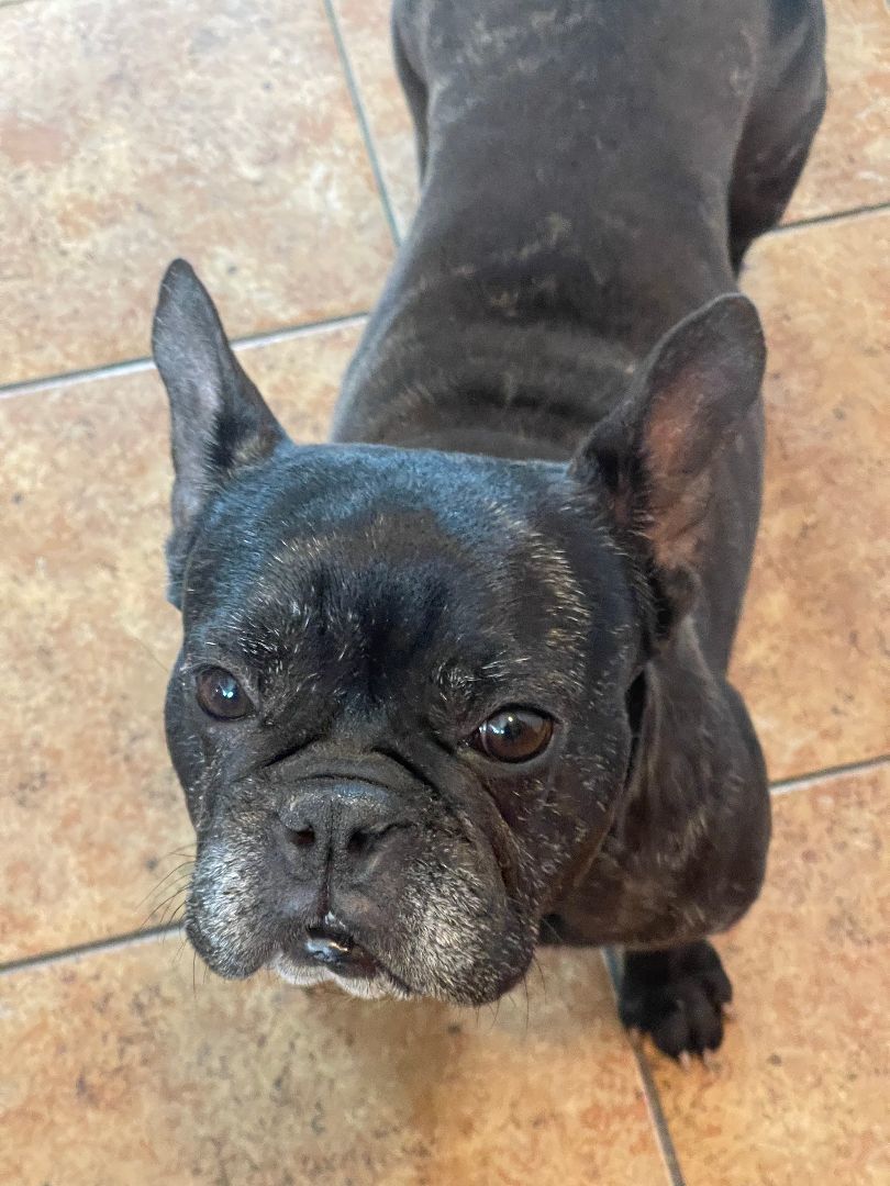 Enlarge Misha, a Adopted French Bulldog in Clinton, PA image 4/5