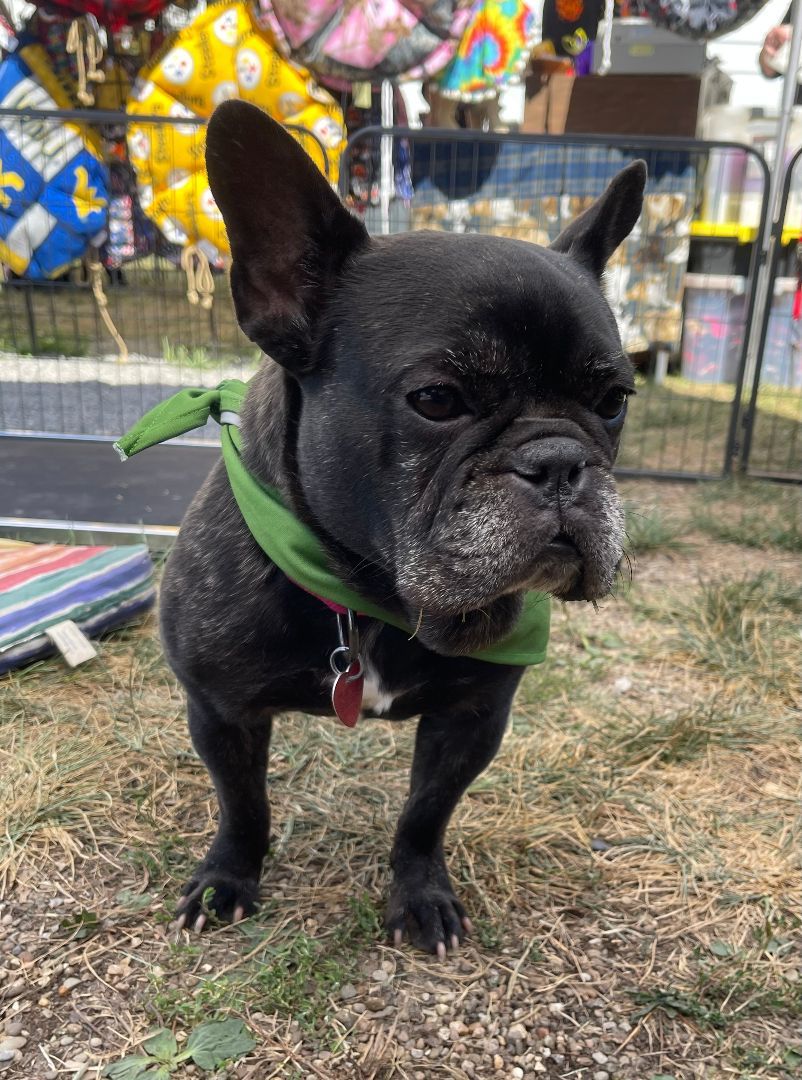 Enlarge Misha, a Adopted French Bulldog in Clinton, PA image 5/5