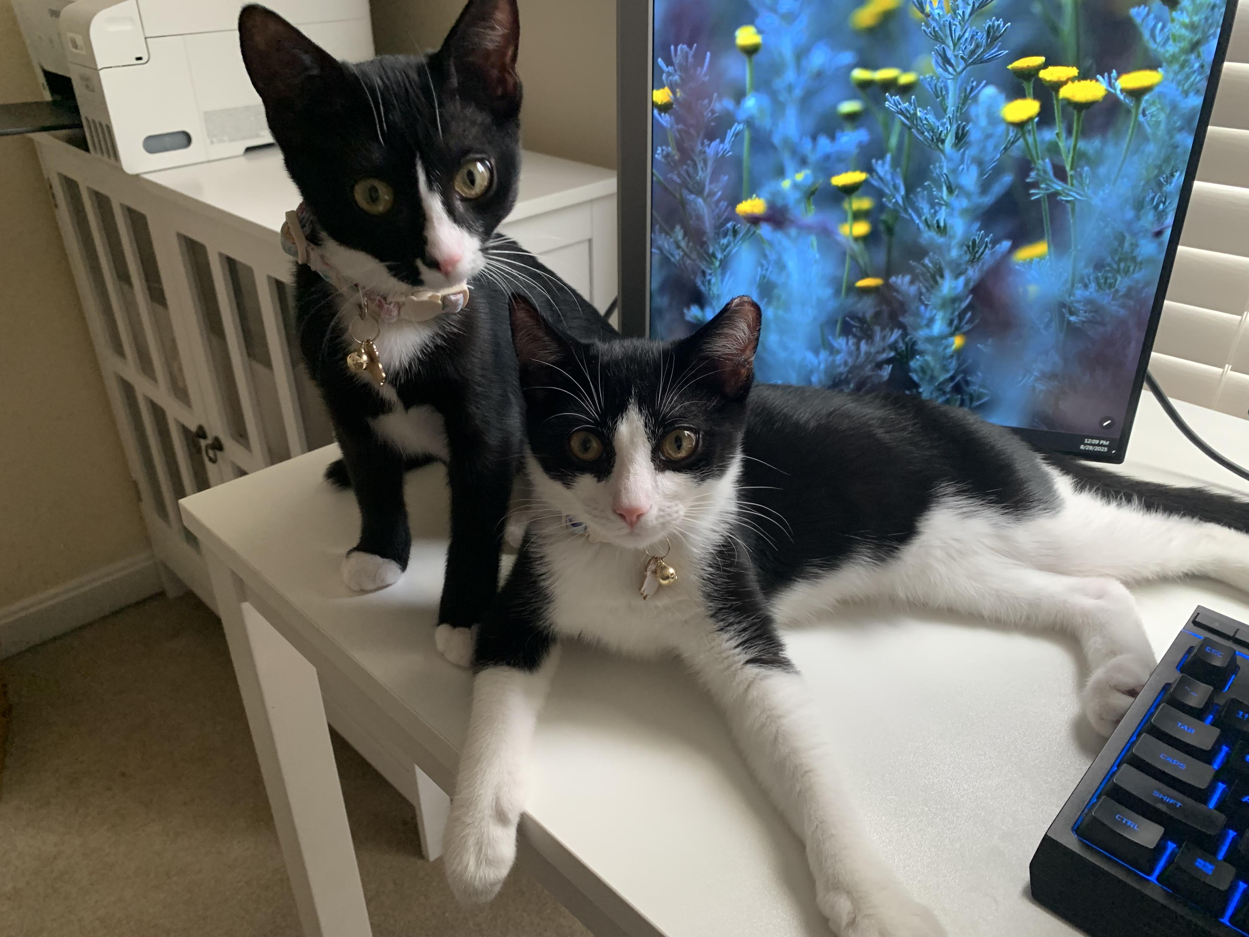 Jasmine, adopted, Kitten Female Domestic Short Hair.