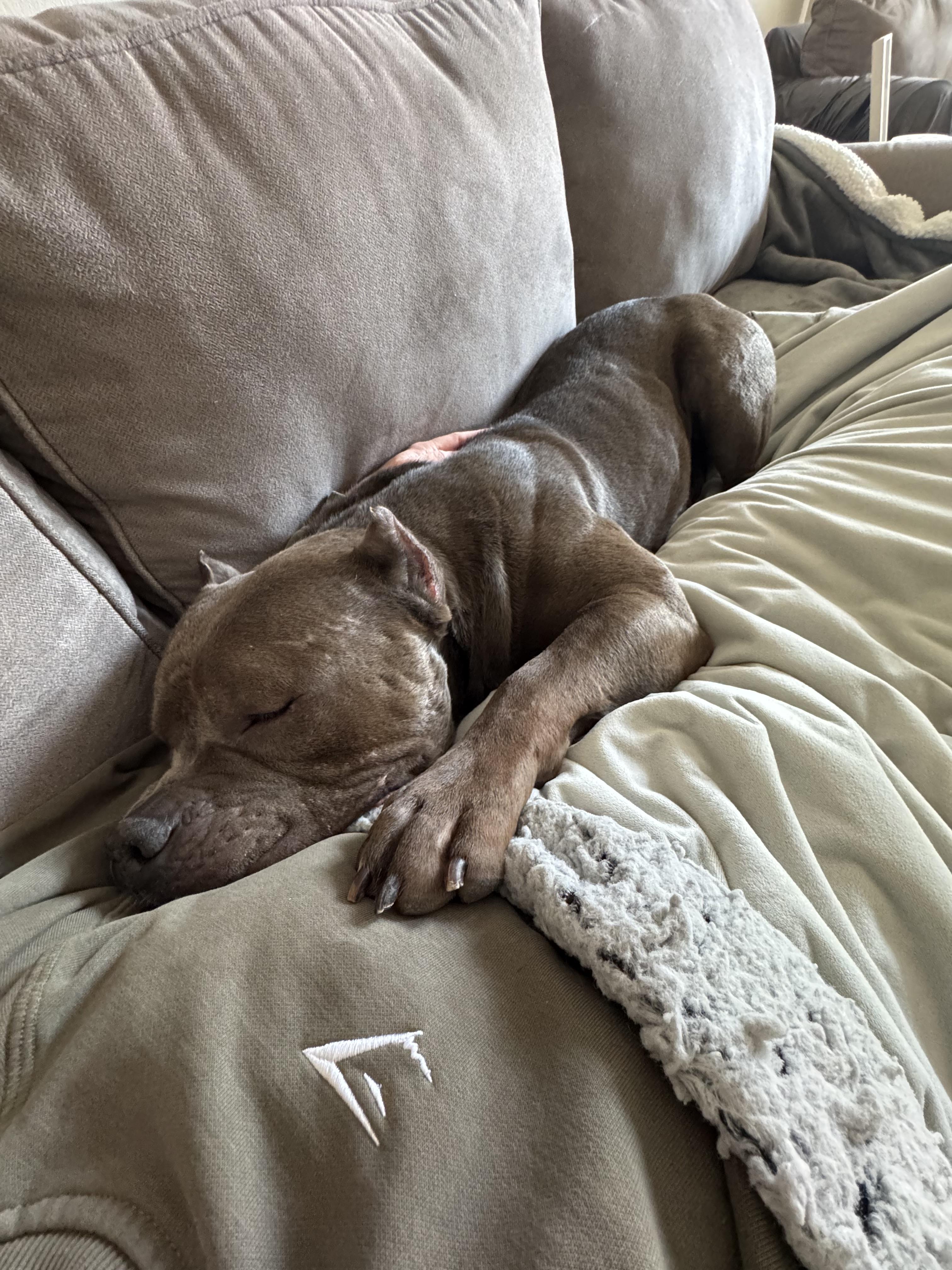 Enlarge Dietrich, a Adopted American Staffordshire Terrier in Wheaton, IL image 2/5