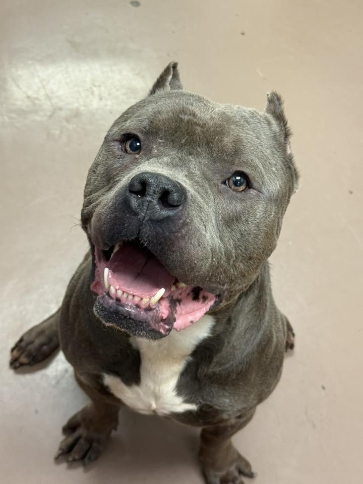 Enlarge Dietrich, a Adopted American Staffordshire Terrier in Wheaton, IL image 3/5