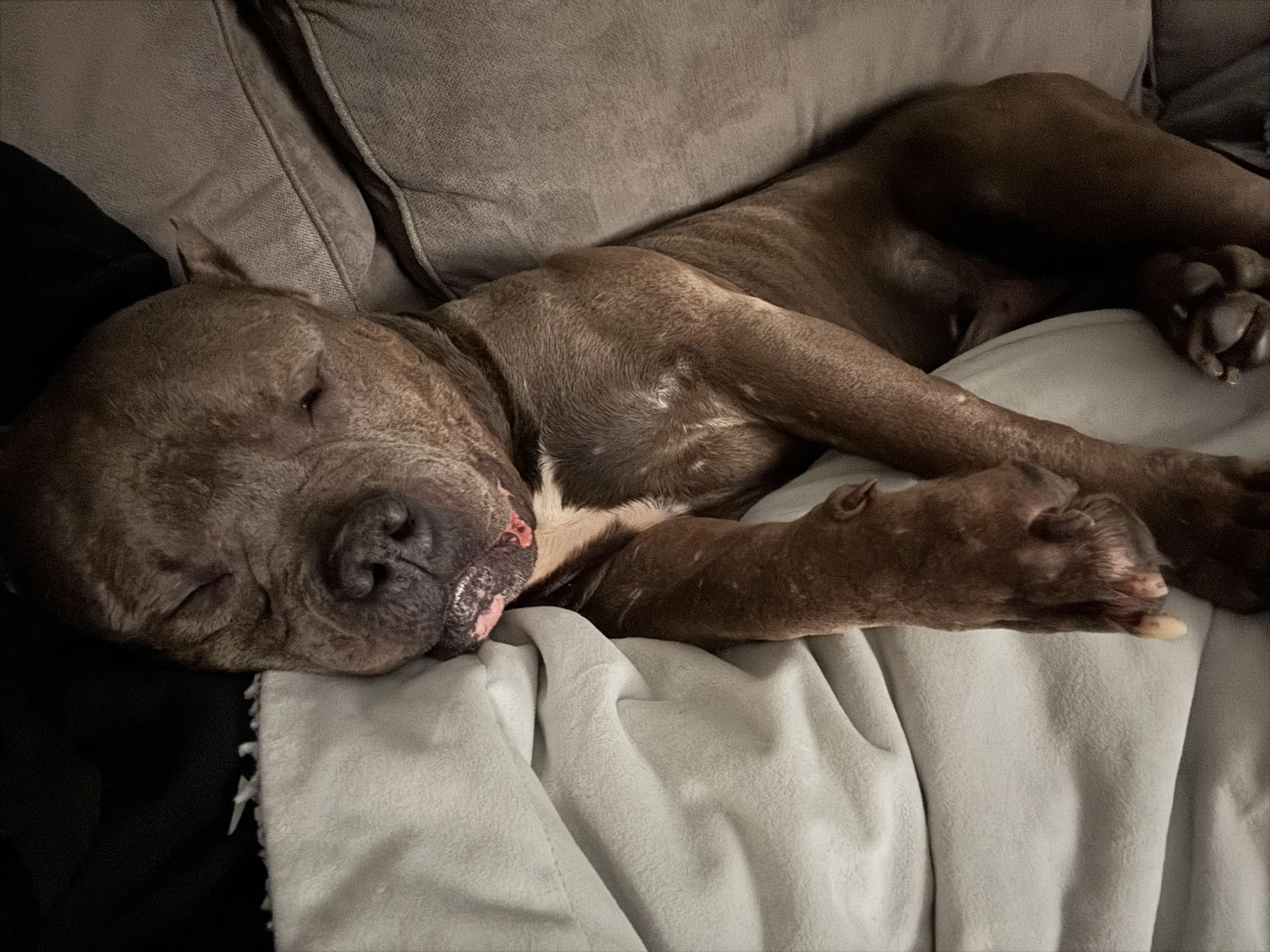 Enlarge Dietrich, a Adopted American Staffordshire Terrier in Wheaton, IL image 4/5