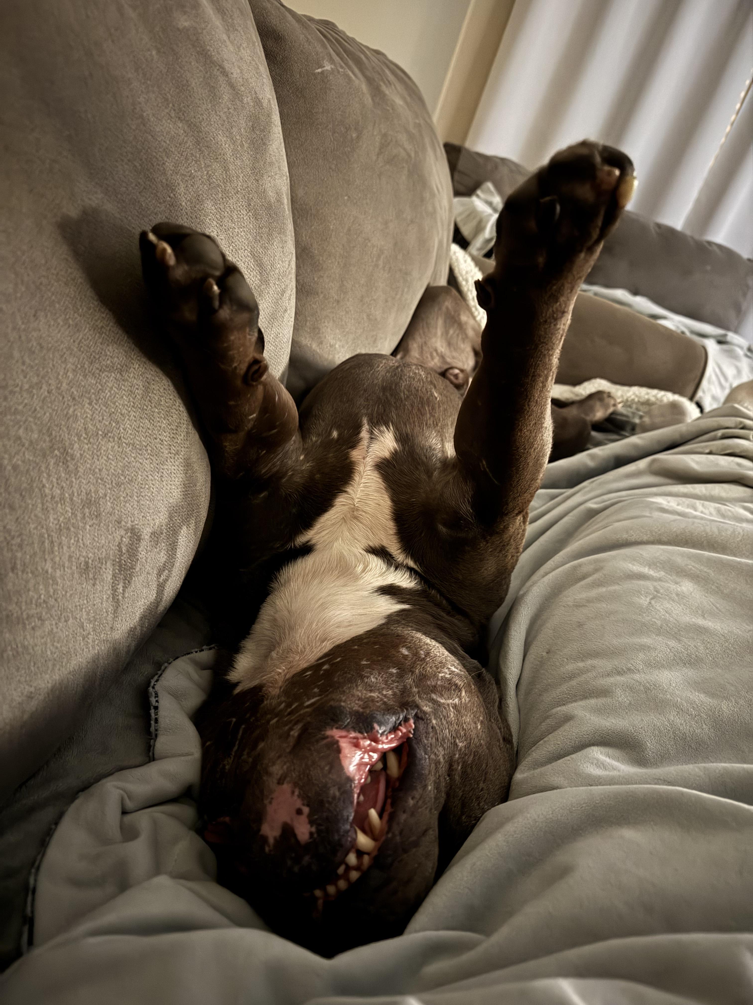 Enlarge Dietrich, a Adopted American Staffordshire Terrier in Wheaton, IL image 5/5