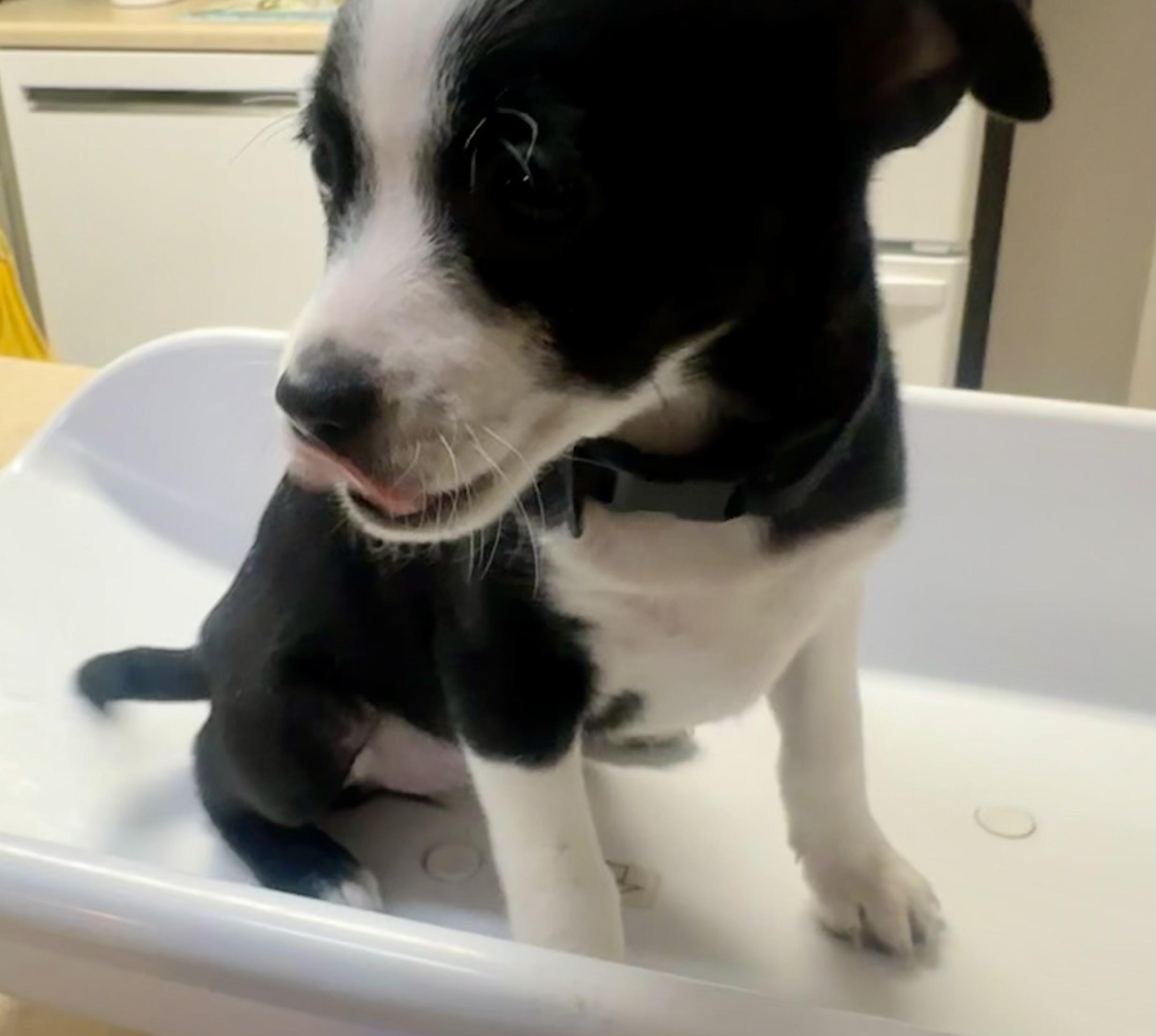 Oreo, a Adoptable mixed breed in Tempe, AZ image 1/6