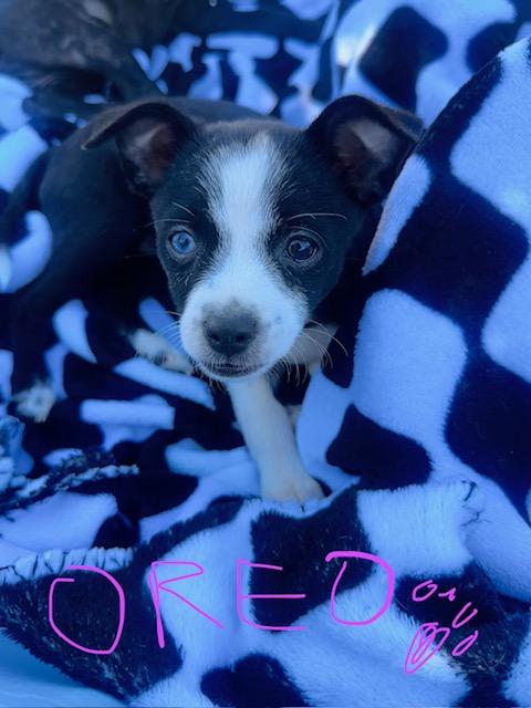 Oreo, a Adoptable mixed breed in Tempe, AZ image 2/6