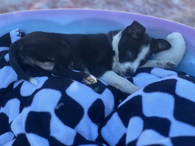 Oreo, a Adoptable mixed breed in Tempe, AZ image 3/6