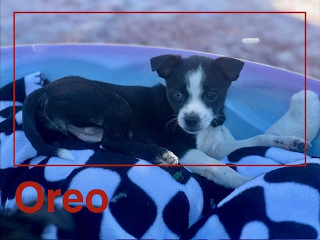 Oreo, a Adoptable mixed breed in Tempe, AZ image 5/6