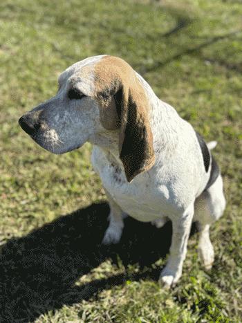 Auzzie, Adoptable, Adult Male Treeing Walker Coonhound.