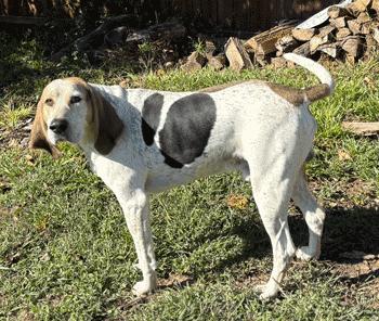 Auzzie, a Adoptable Treeing Walker Coonhound in West Decatur, PA image 3/4