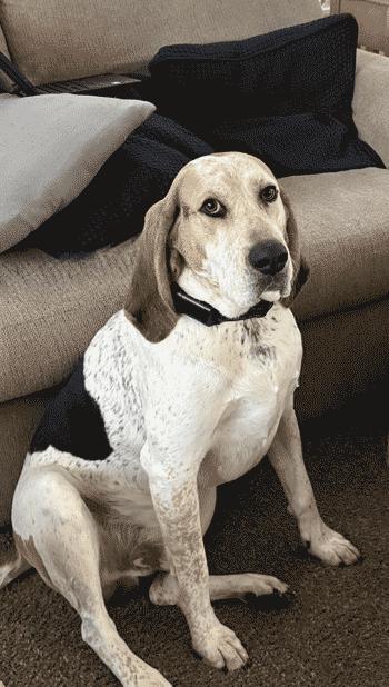 Auzzie, a Adoptable Treeing Walker Coonhound in West Decatur, PA image 4/4