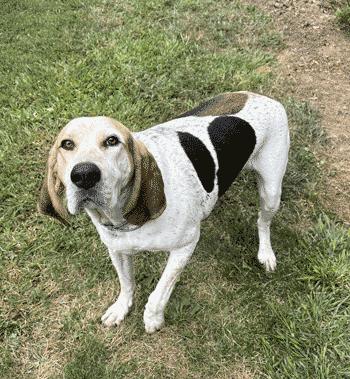 Auzzie, a Adoptable Treeing Walker Coonhound in West Decatur, PA image 2/4