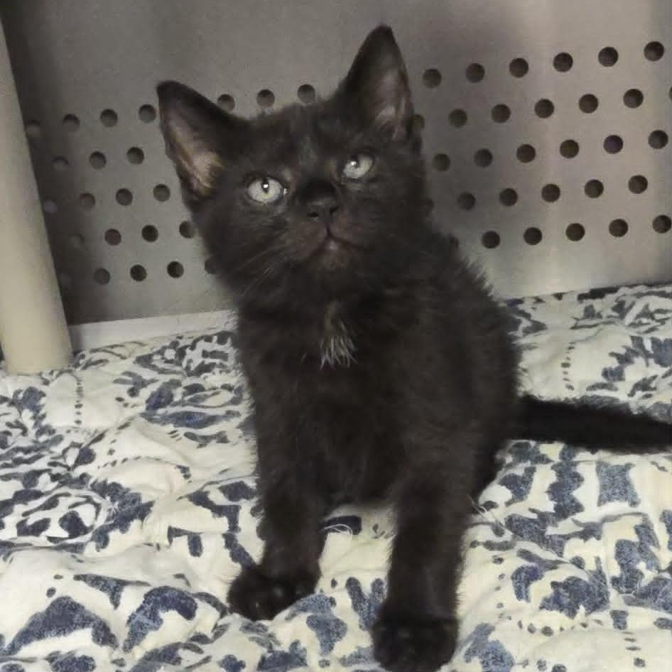 Enlarge Kismet, a Adoptable Domestic Short Hair in Orange, VA image 1/1