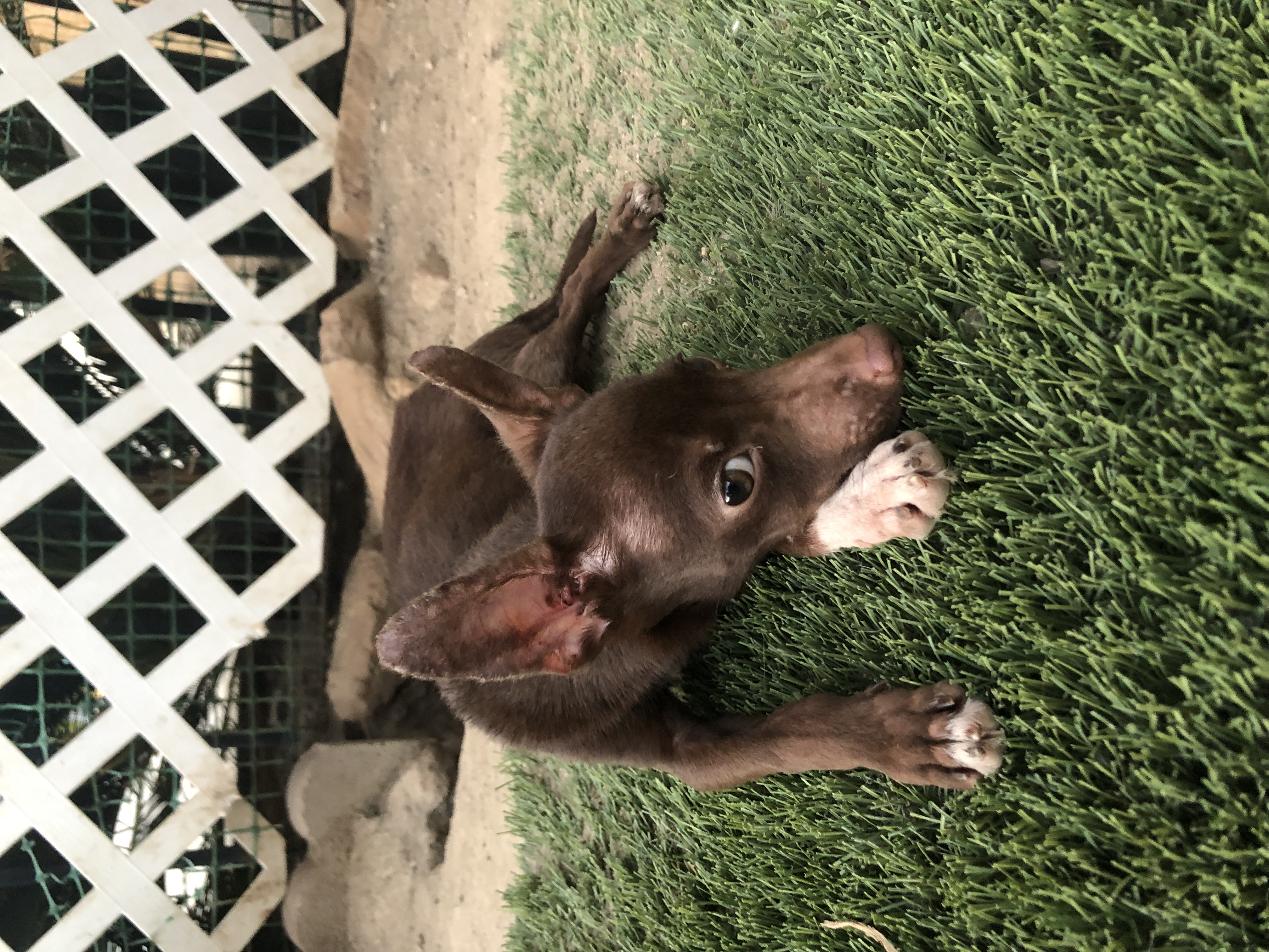 Chocolate Mousse, a Adoptable mixed breed in Fresno, CA image 1/4
