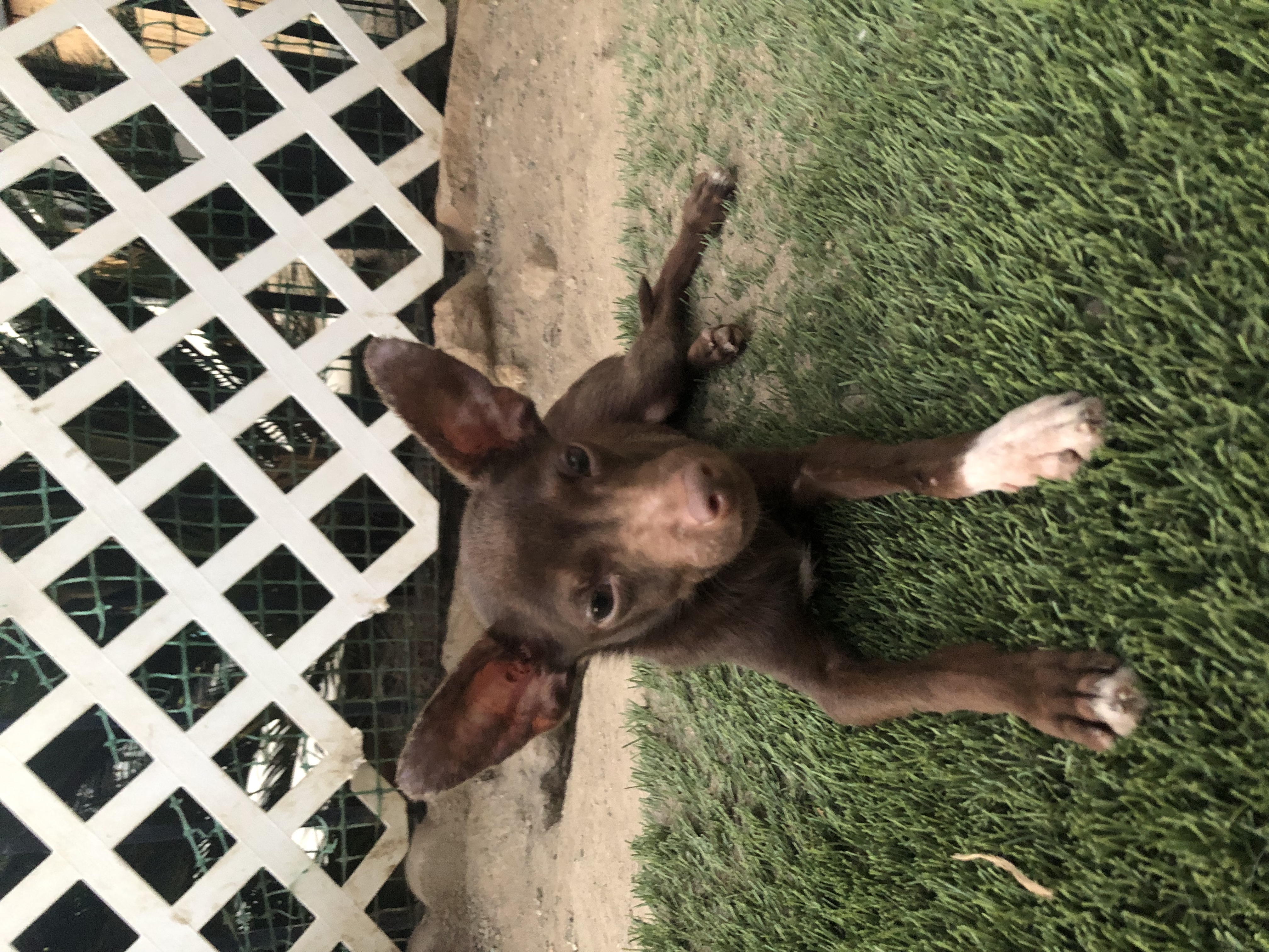 Chocolate Mousse, a Adoptable mixed breed in Fresno, CA image 2/4