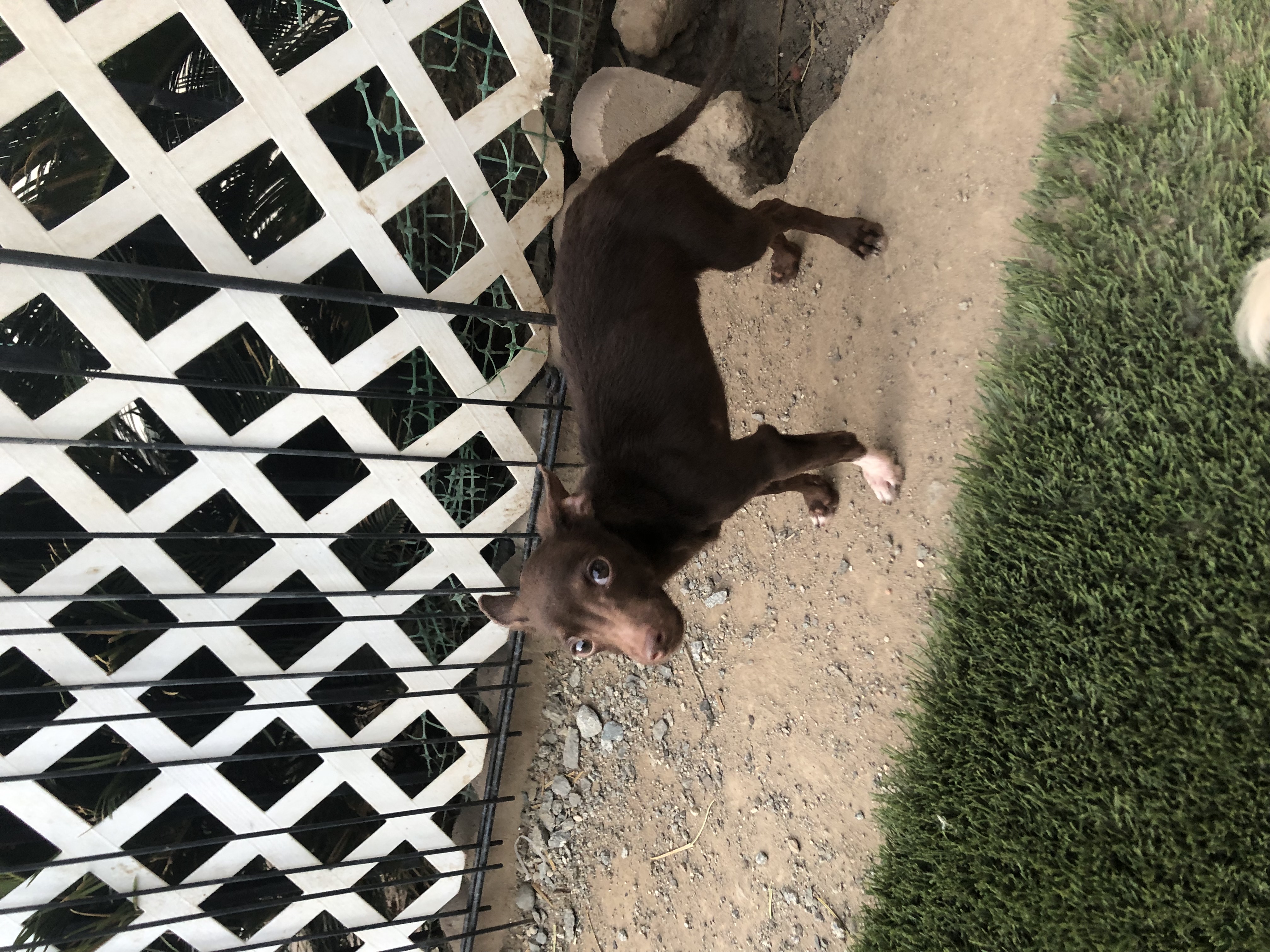 Chocolate Mousse, a Adoptable mixed breed in Fresno, CA image 3/4