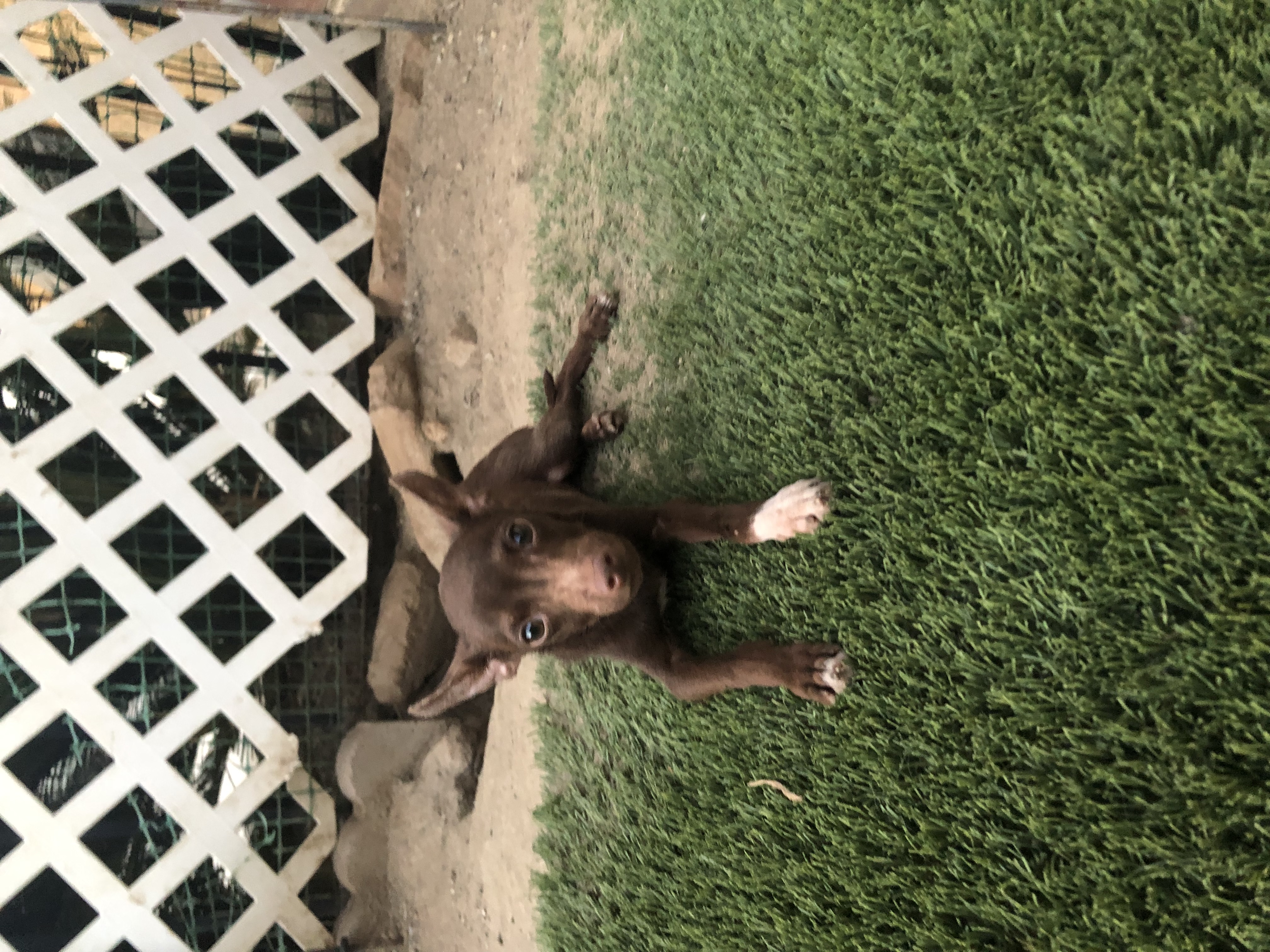 Chocolate Mousse, a Adoptable mixed breed in Fresno, CA image 4/4
