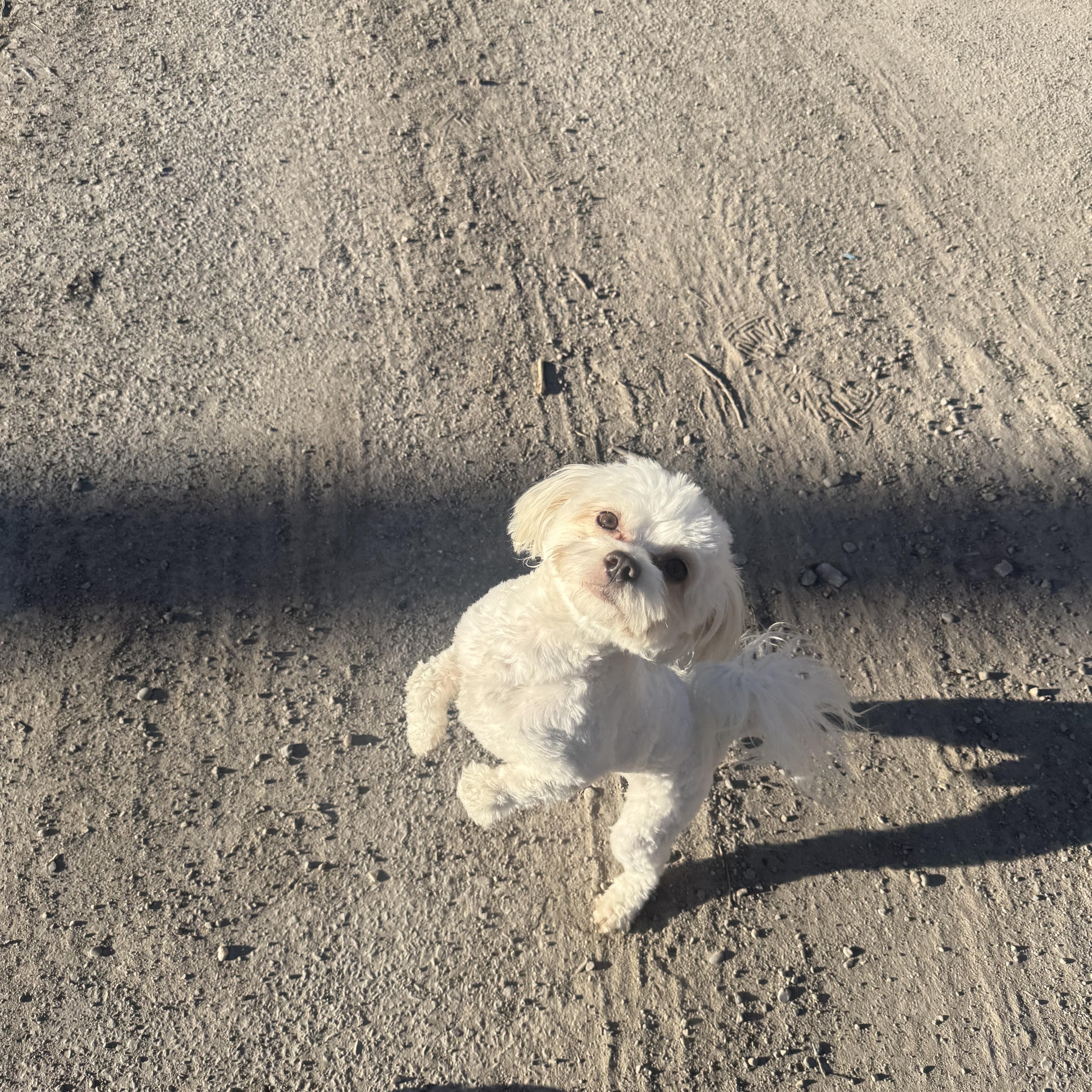 Enlarge Casper, an adopted mixed breed in West Valley, UT image 3/4