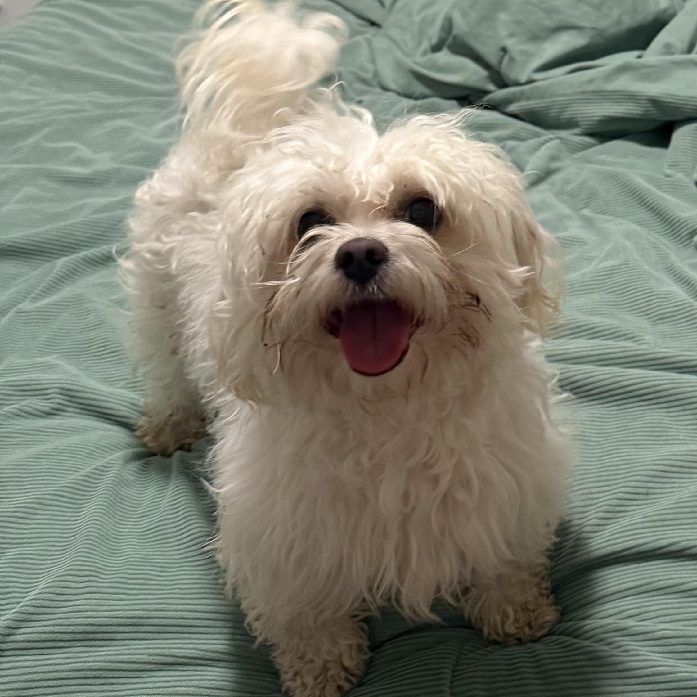 Enlarge Casper, an adopted mixed breed in West Valley, UT image 1/4