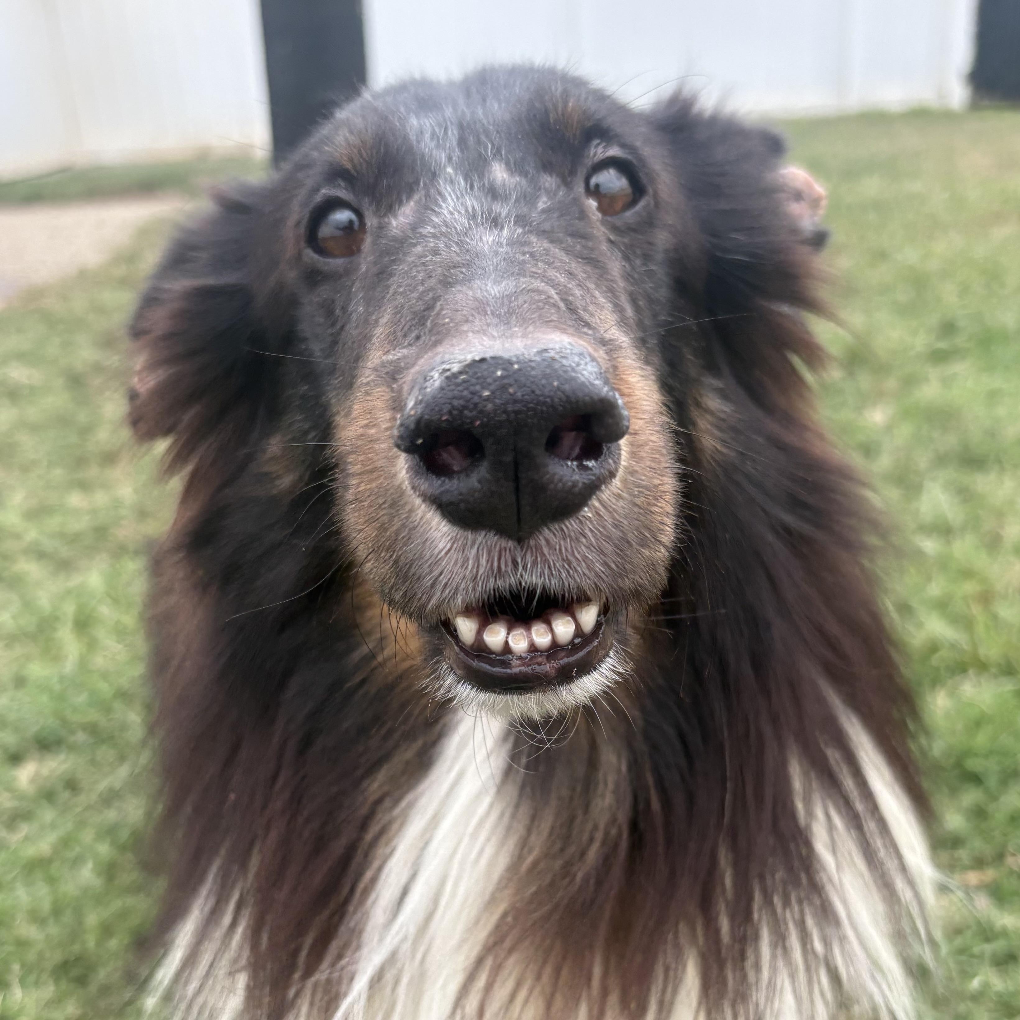 Gin, Adoptable, Young Male Shetland Sheepdog / Sheltie.