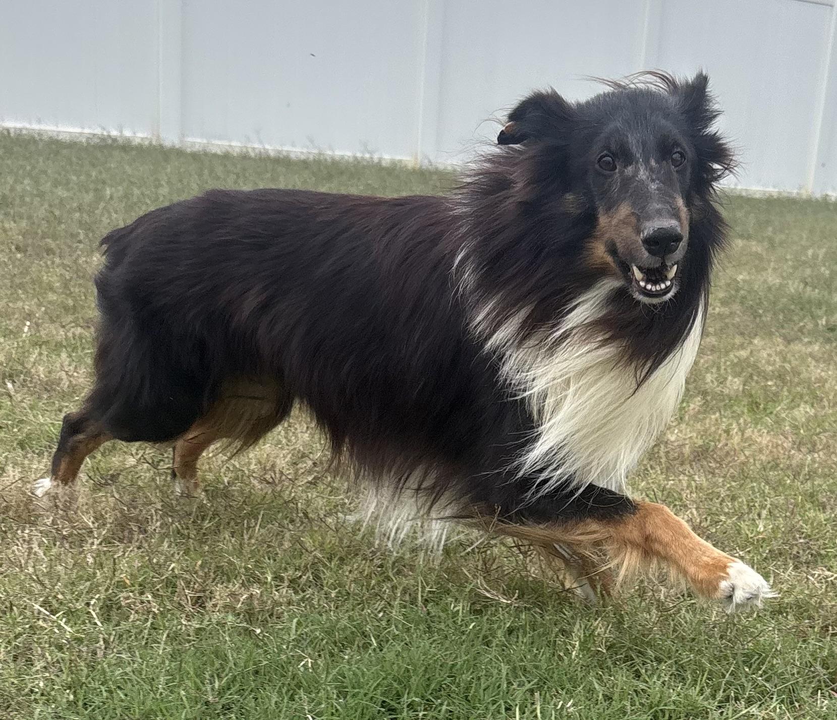 Enlarge Gin, a Adoptable Shetland Sheepdog / Sheltie in Charlotte, NC image 2/3