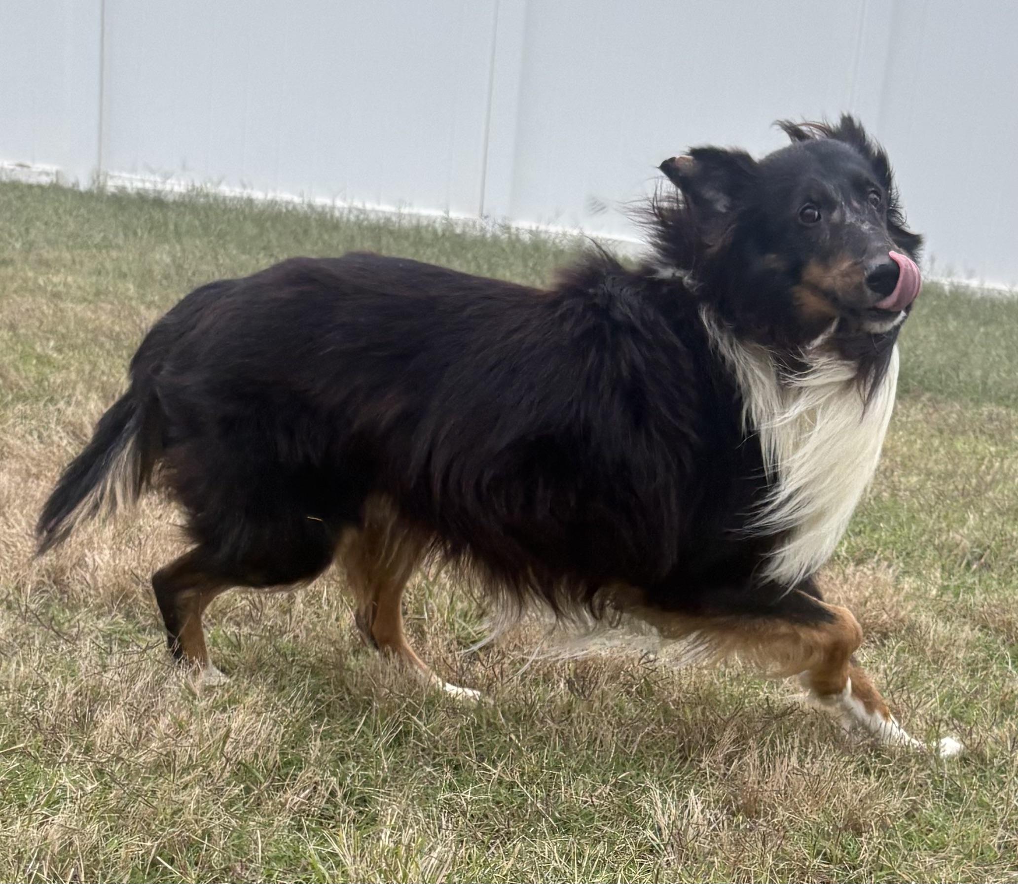 Enlarge Gin, a Adoptable Shetland Sheepdog / Sheltie in Charlotte, NC image 3/3